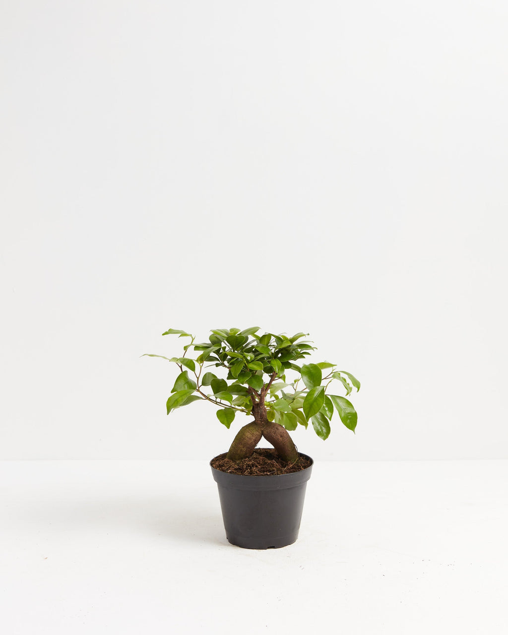 Ficus Ginseng