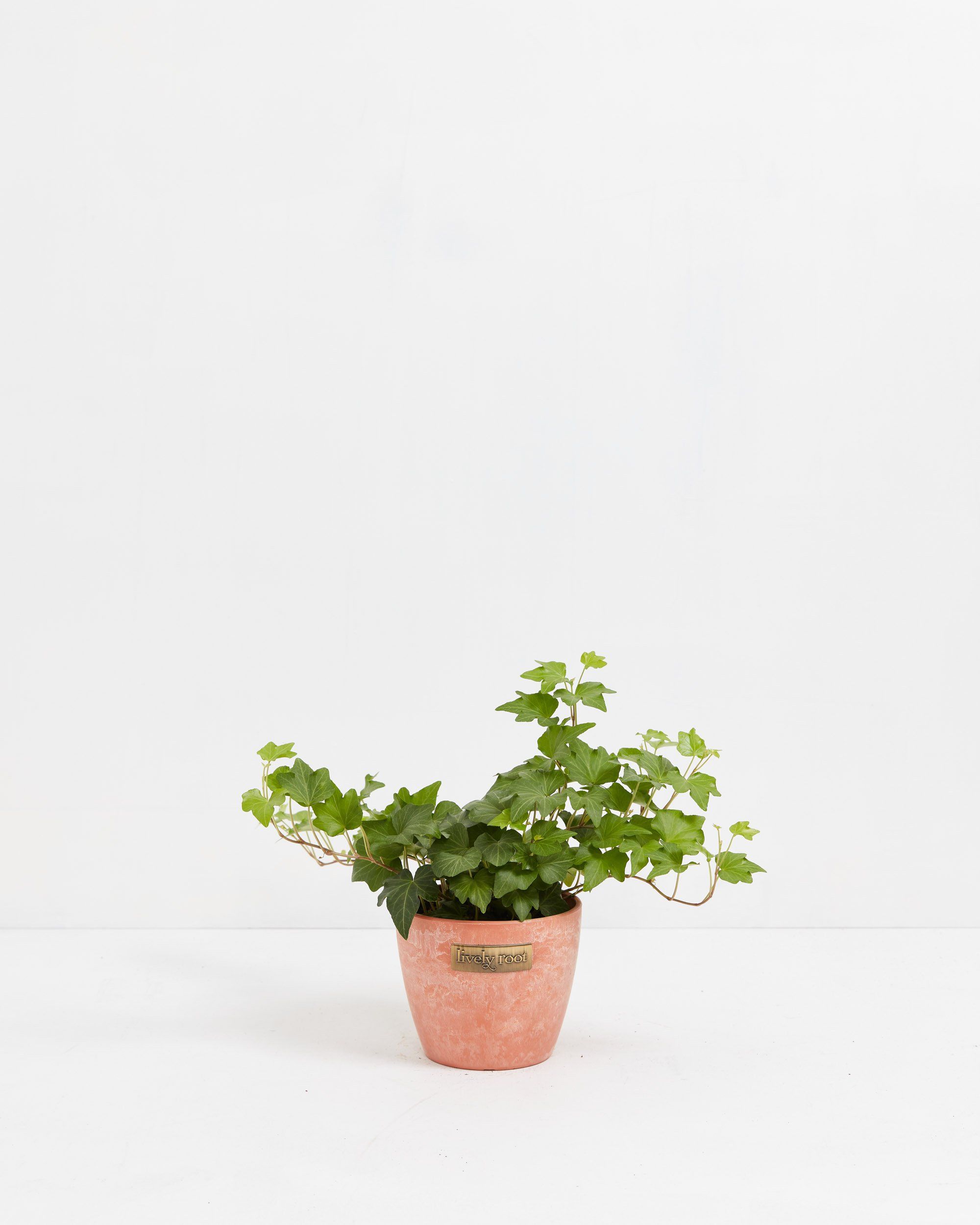 English Ivy Plant (Hedera helix)