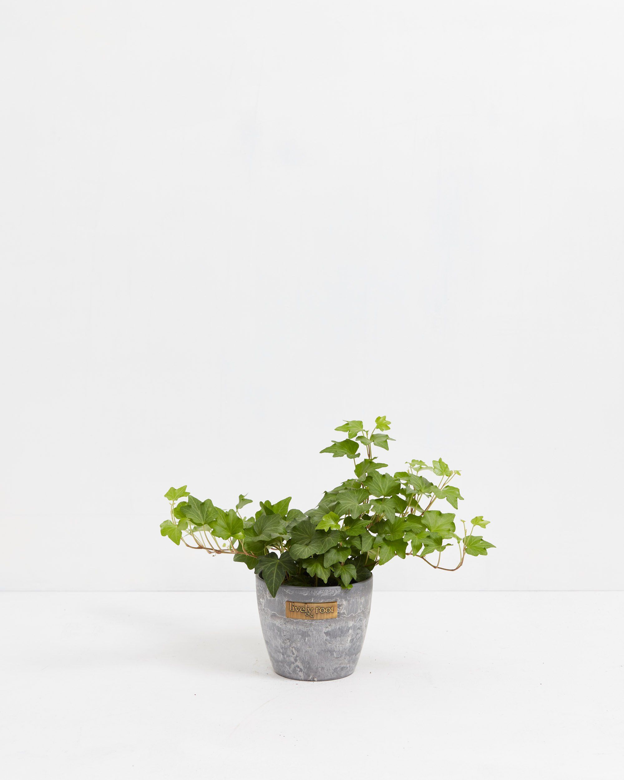 English Ivy Plant (Hedera helix)
