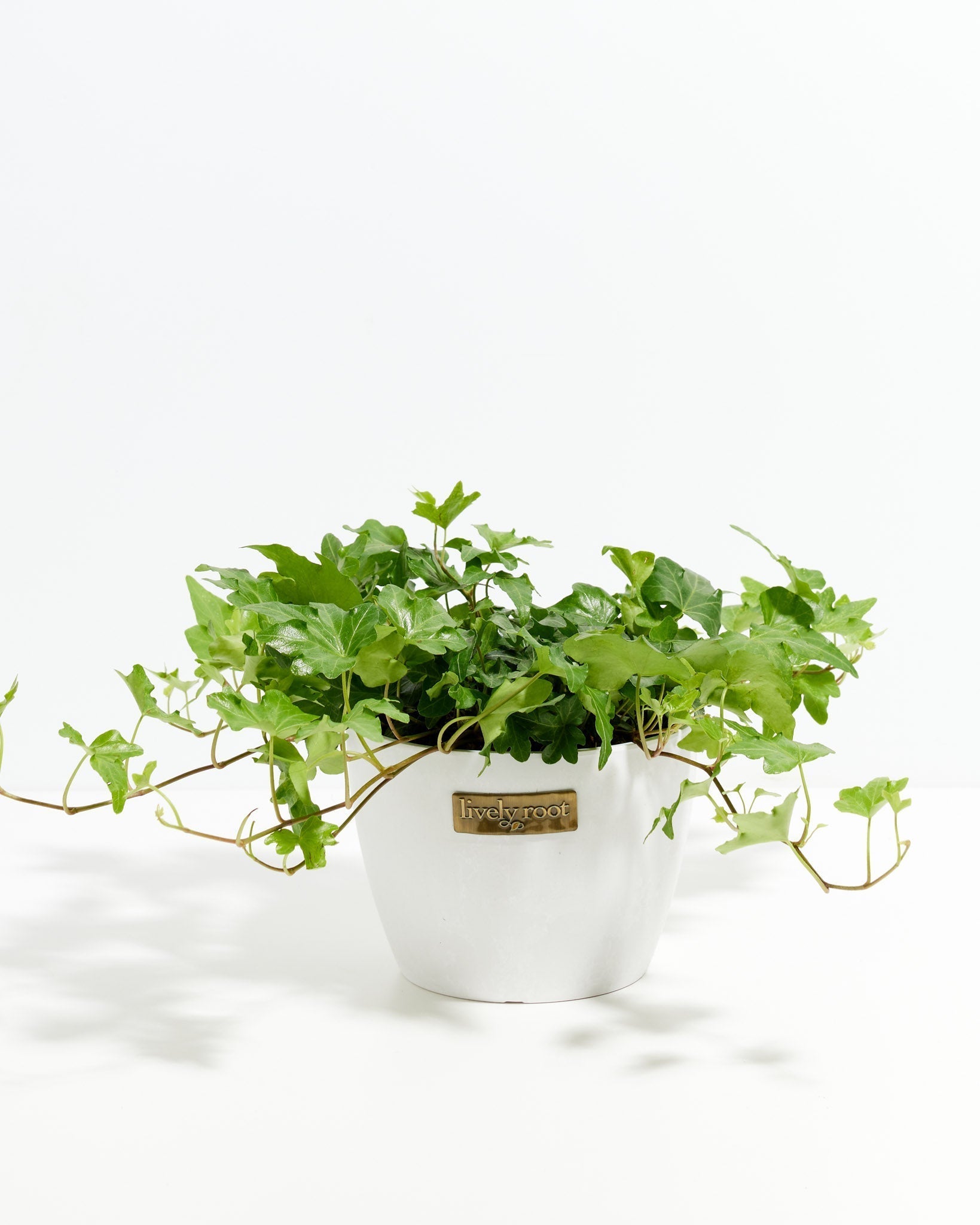 English Ivy Plant (Hedera helix)