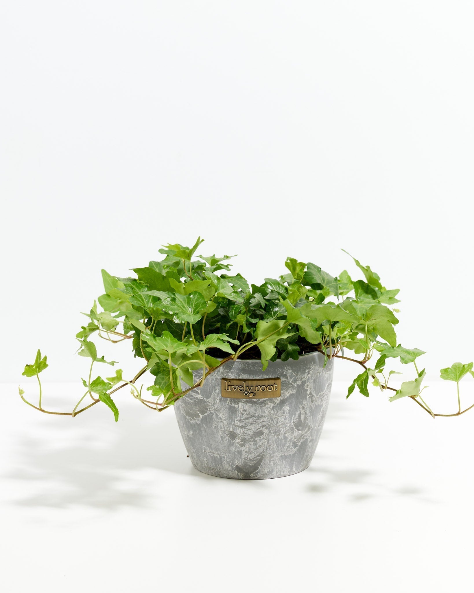 English Ivy Plant (Hedera helix)