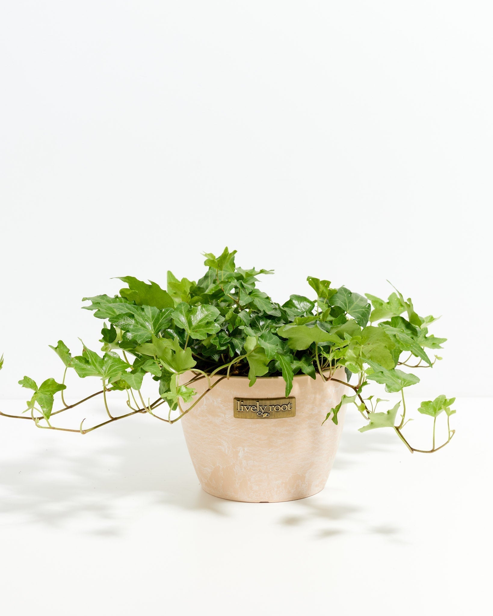 English Ivy Plant (Hedera helix)