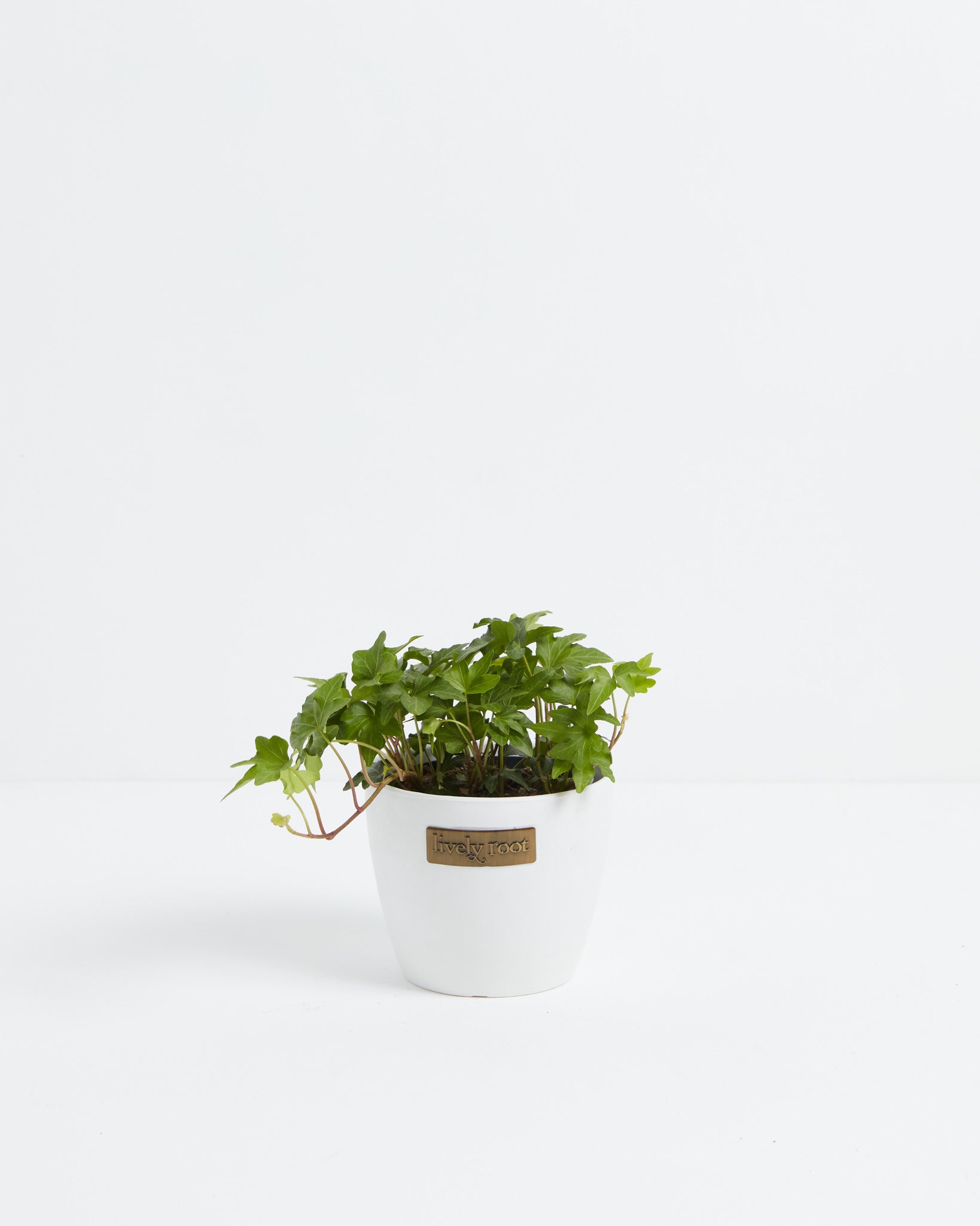 English Ivy Plant (Hedera helix)