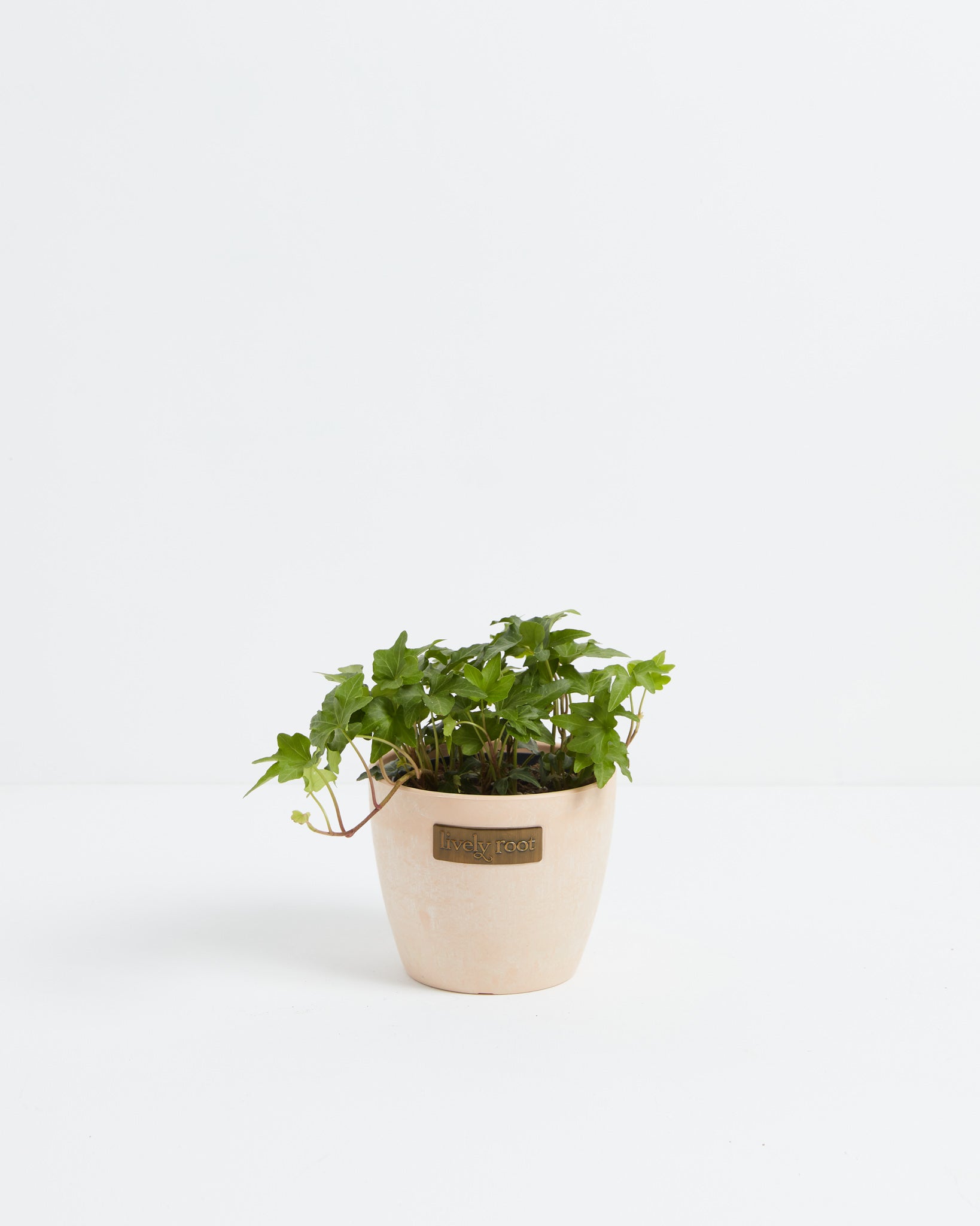 English Ivy Plant (Hedera helix)