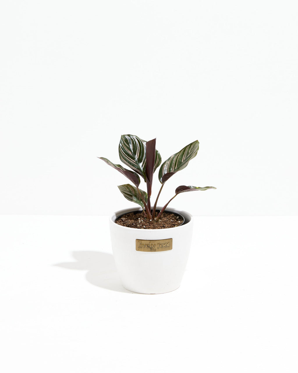Pinstripe Calathea