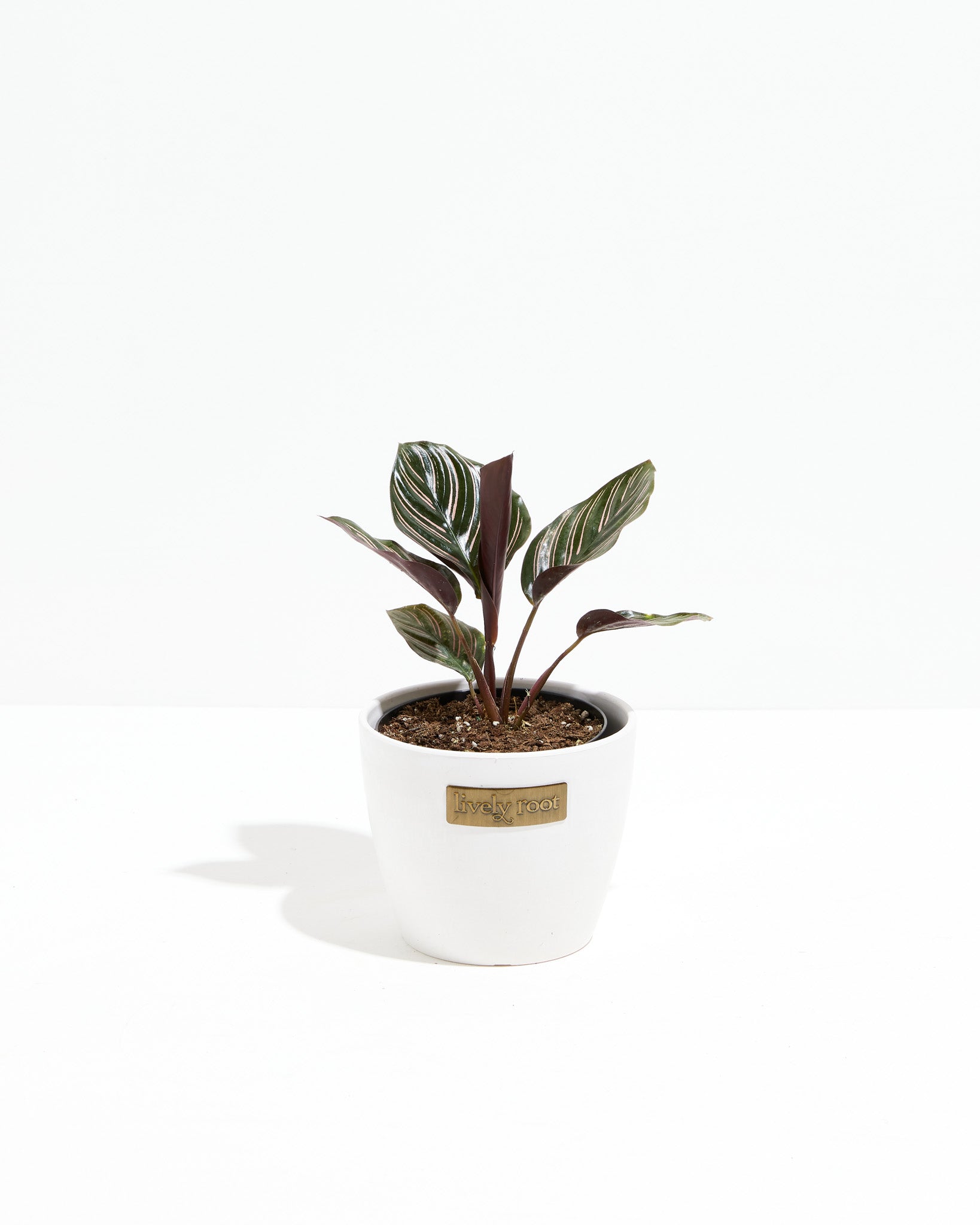 Pinstripe Calathea
