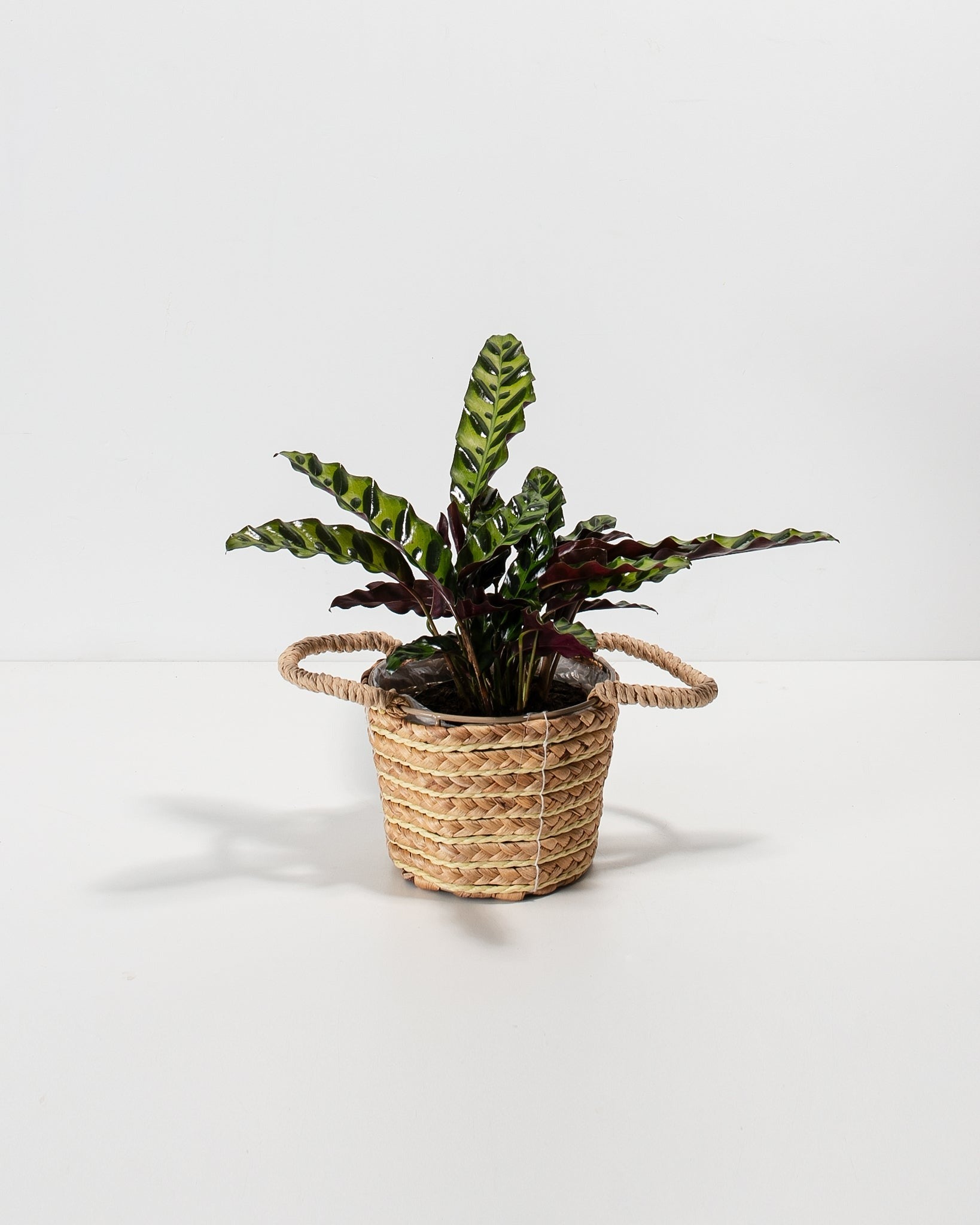 Calathea Rattlesnake