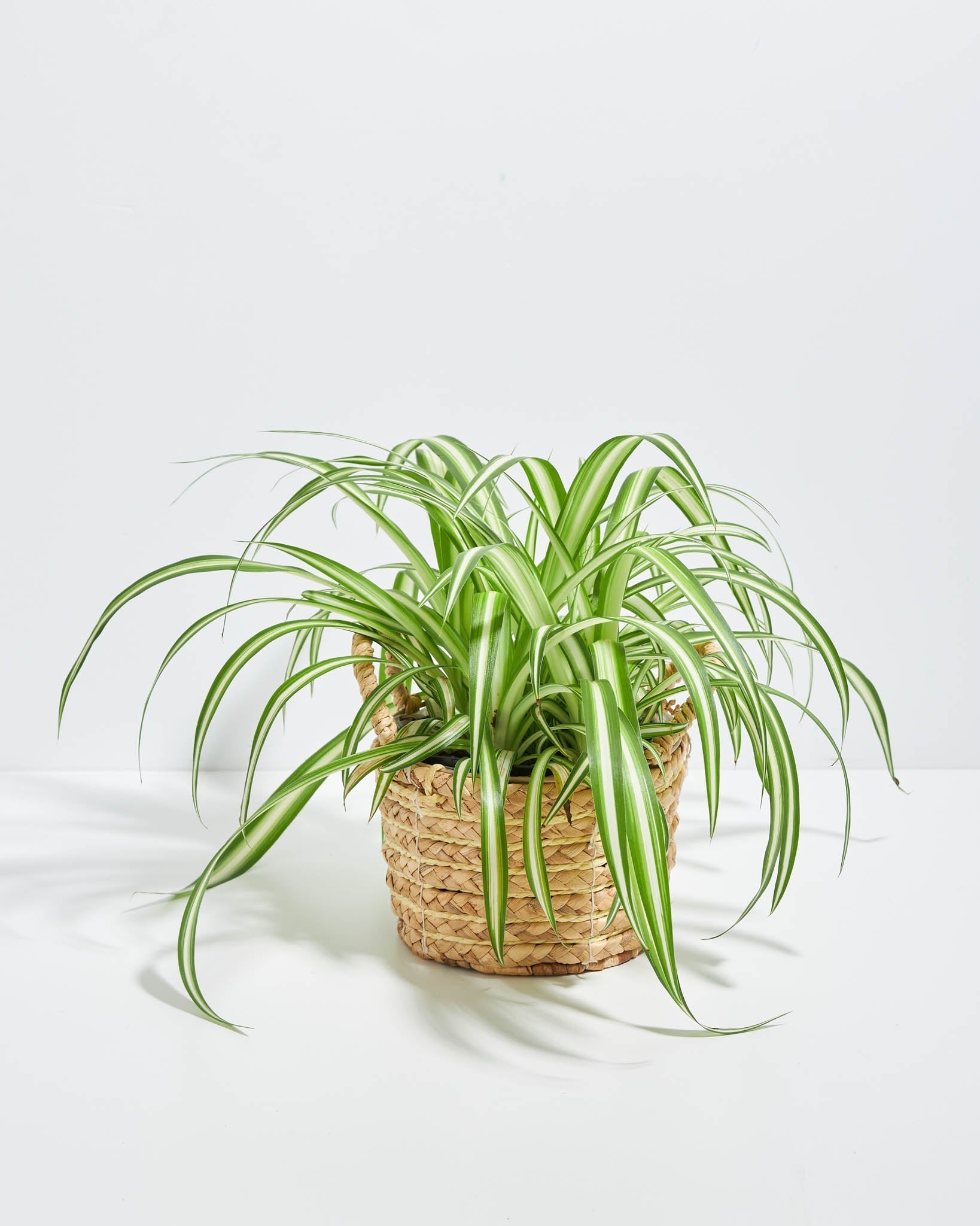 Variegated Spider Plant