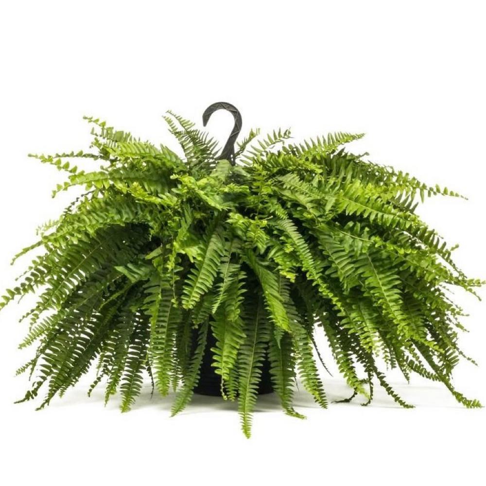 Boston Fern Plant