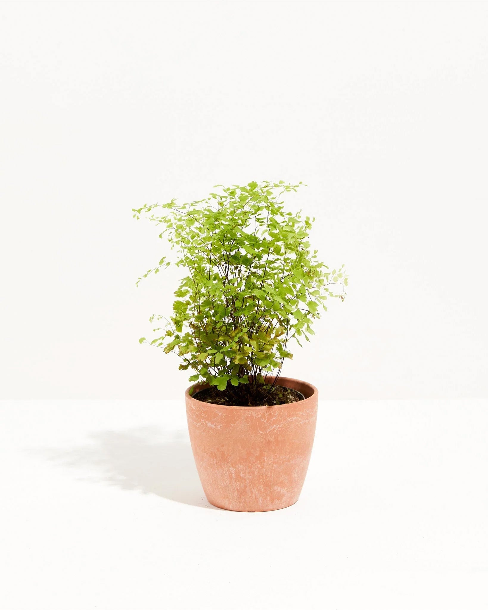 Maidenhair Fern