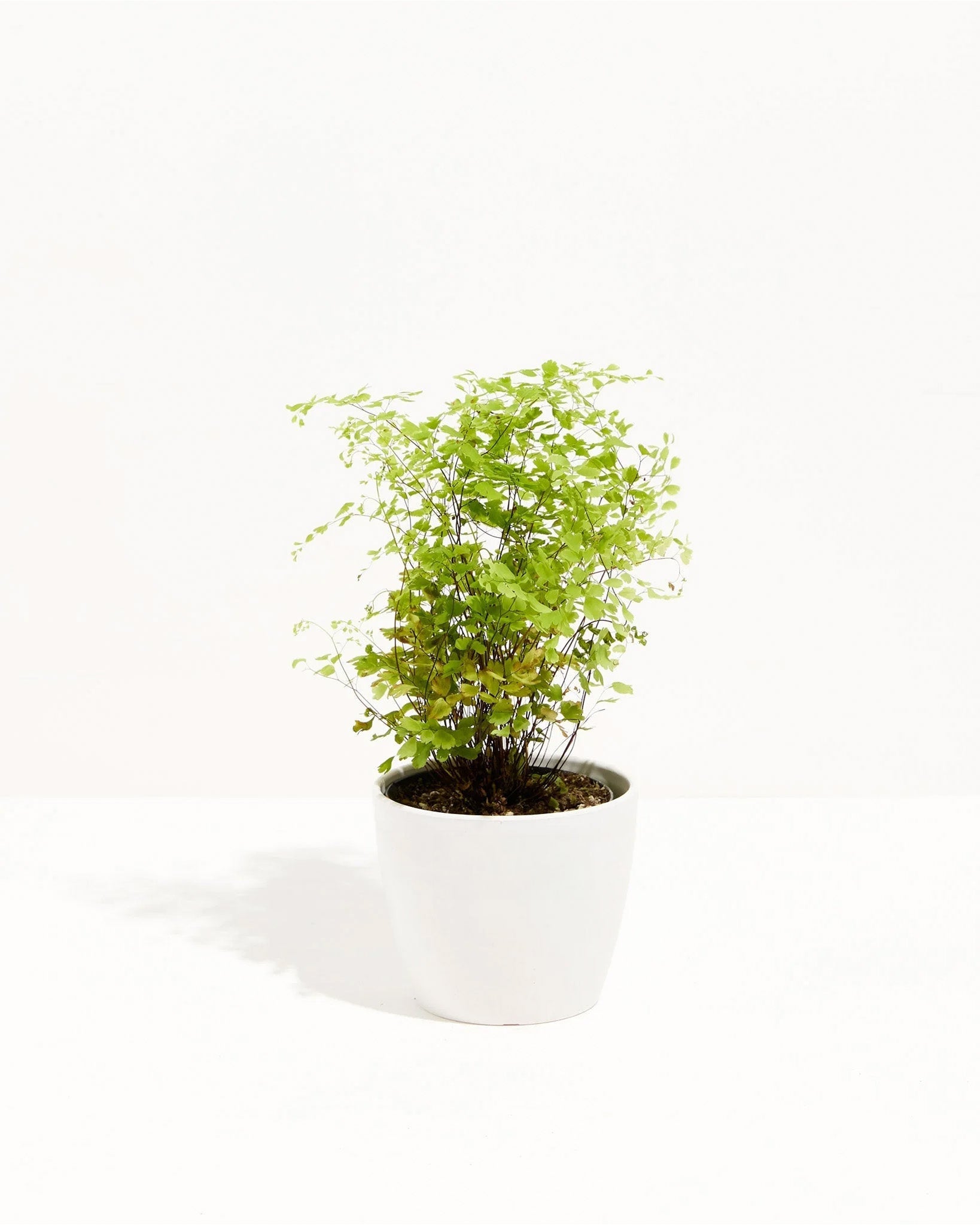 Maidenhair Fern