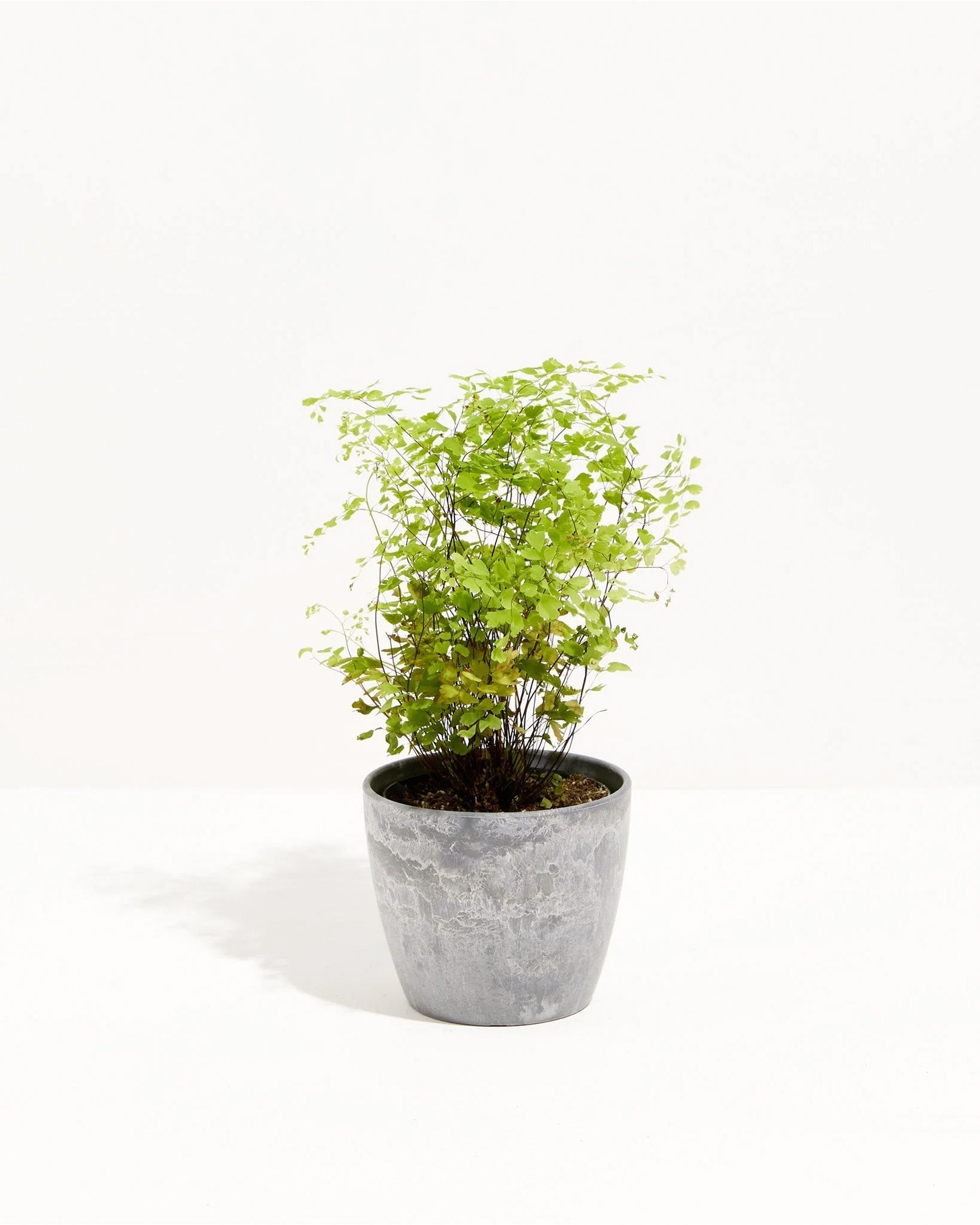Maidenhair Fern
