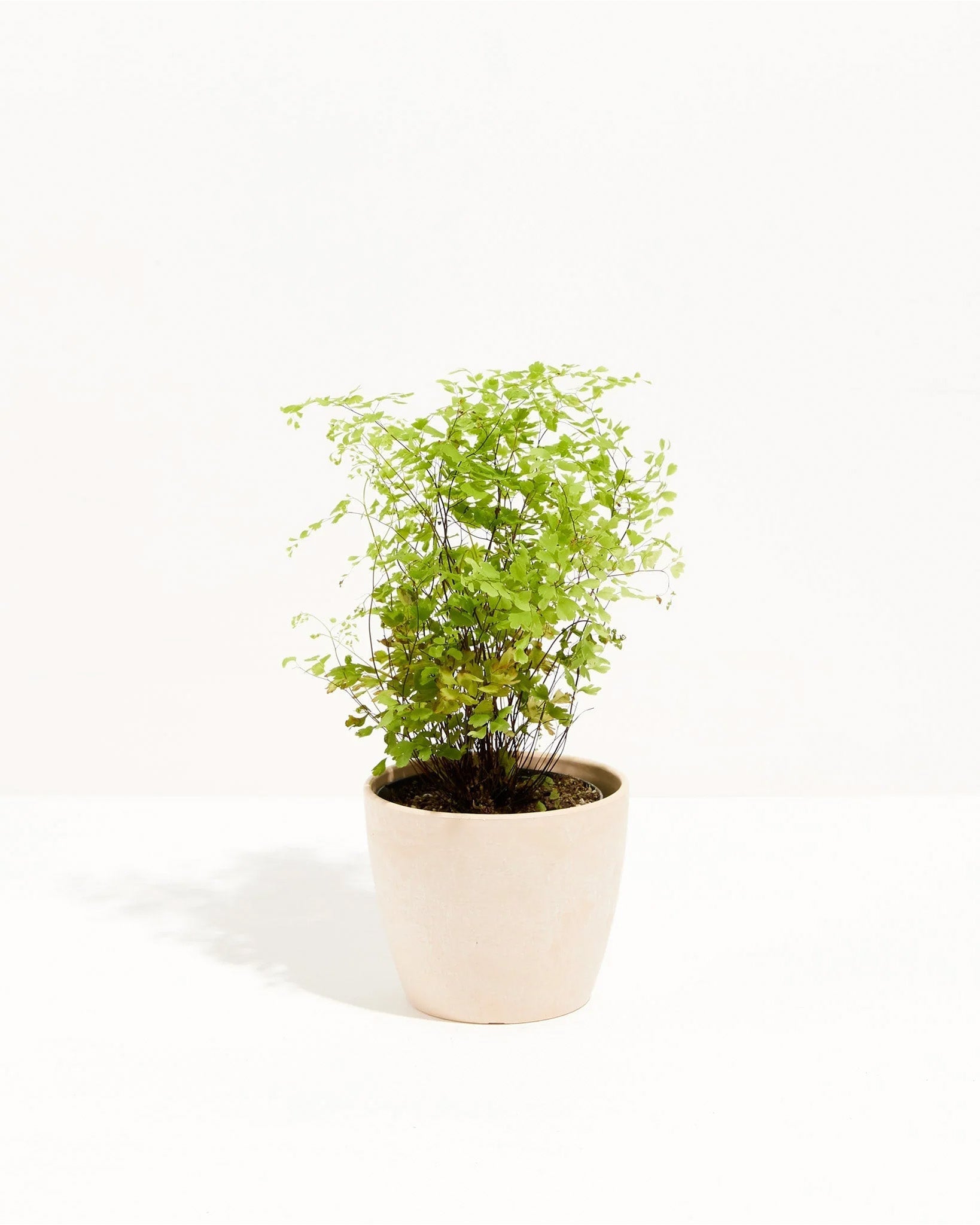 Maidenhair Fern