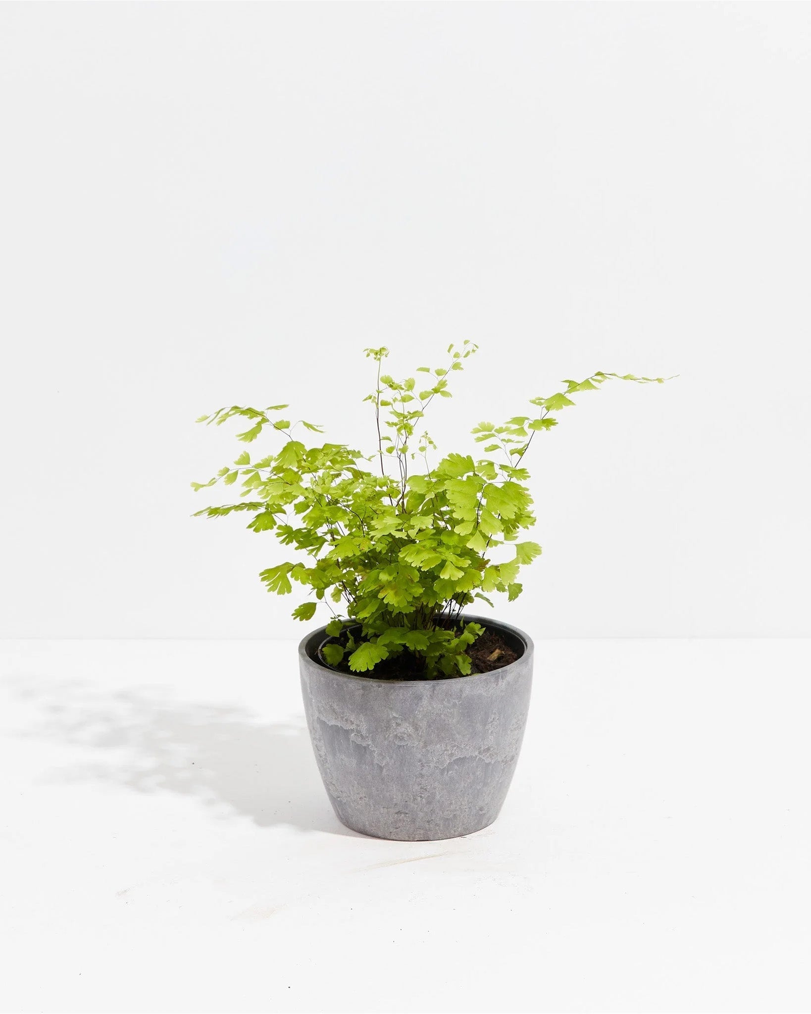 Maidenhair Fern