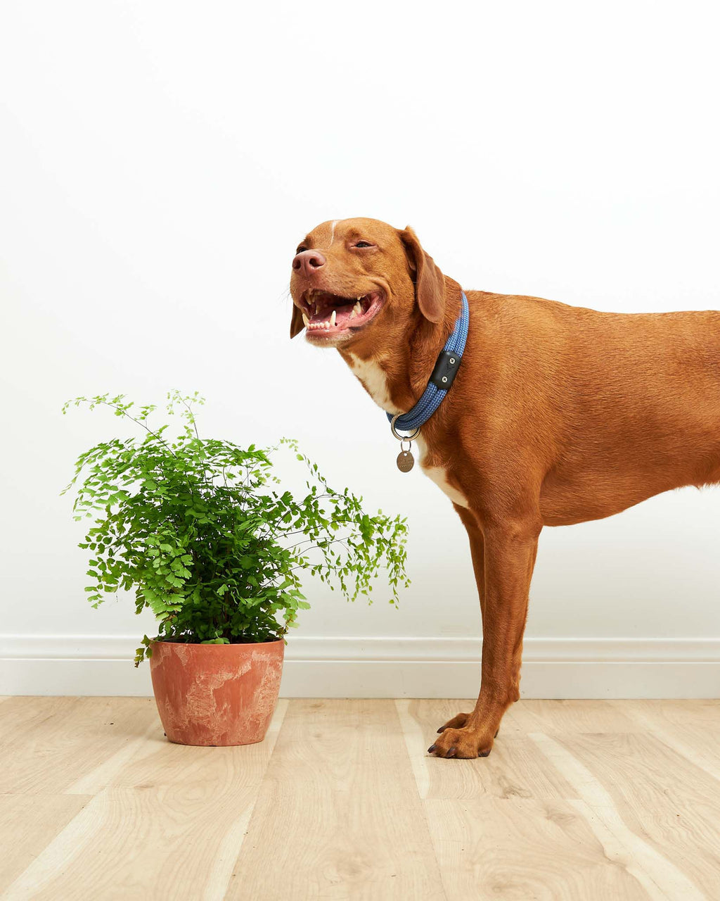 Maidenhair Fern