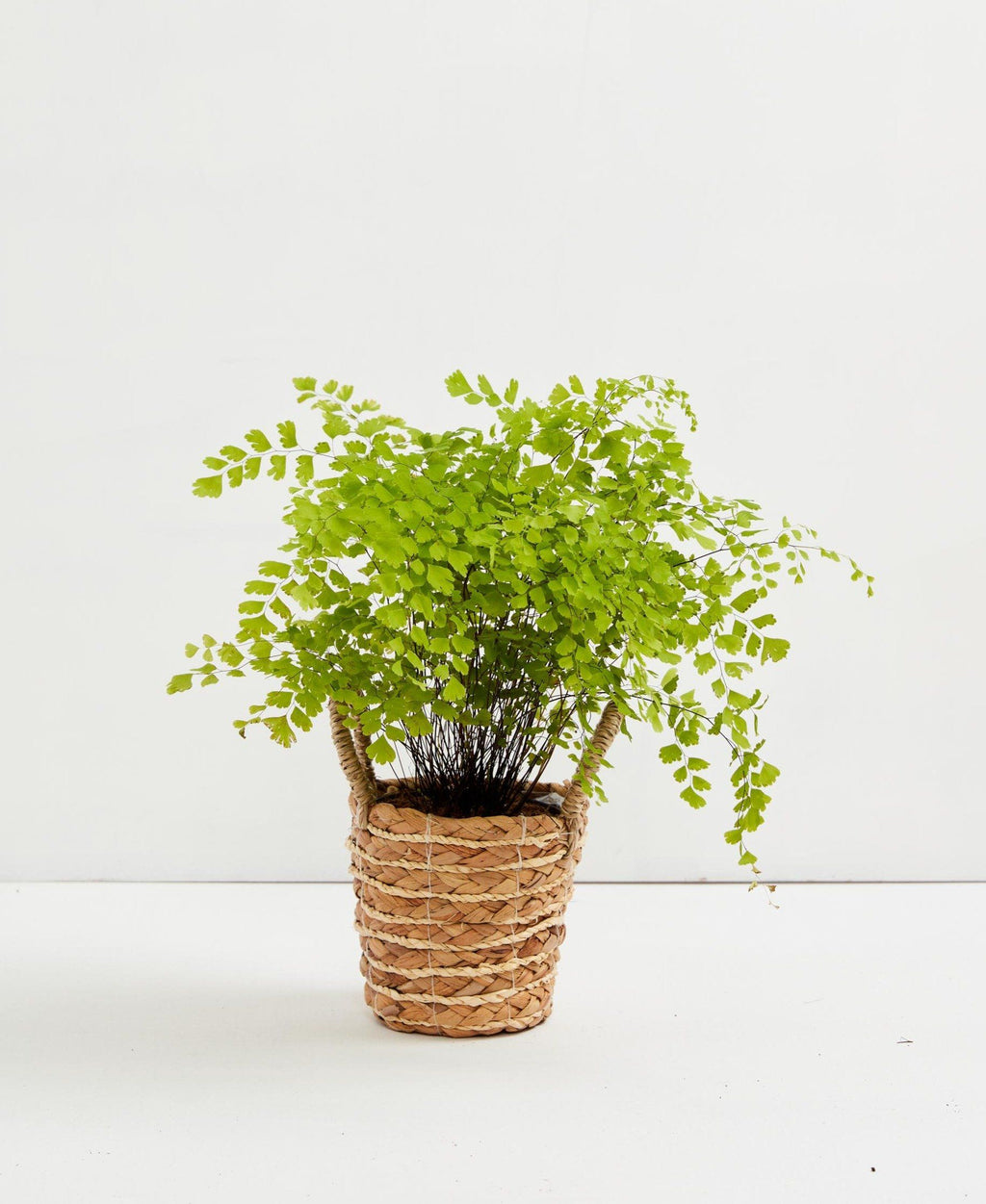 Maidenhair Fern