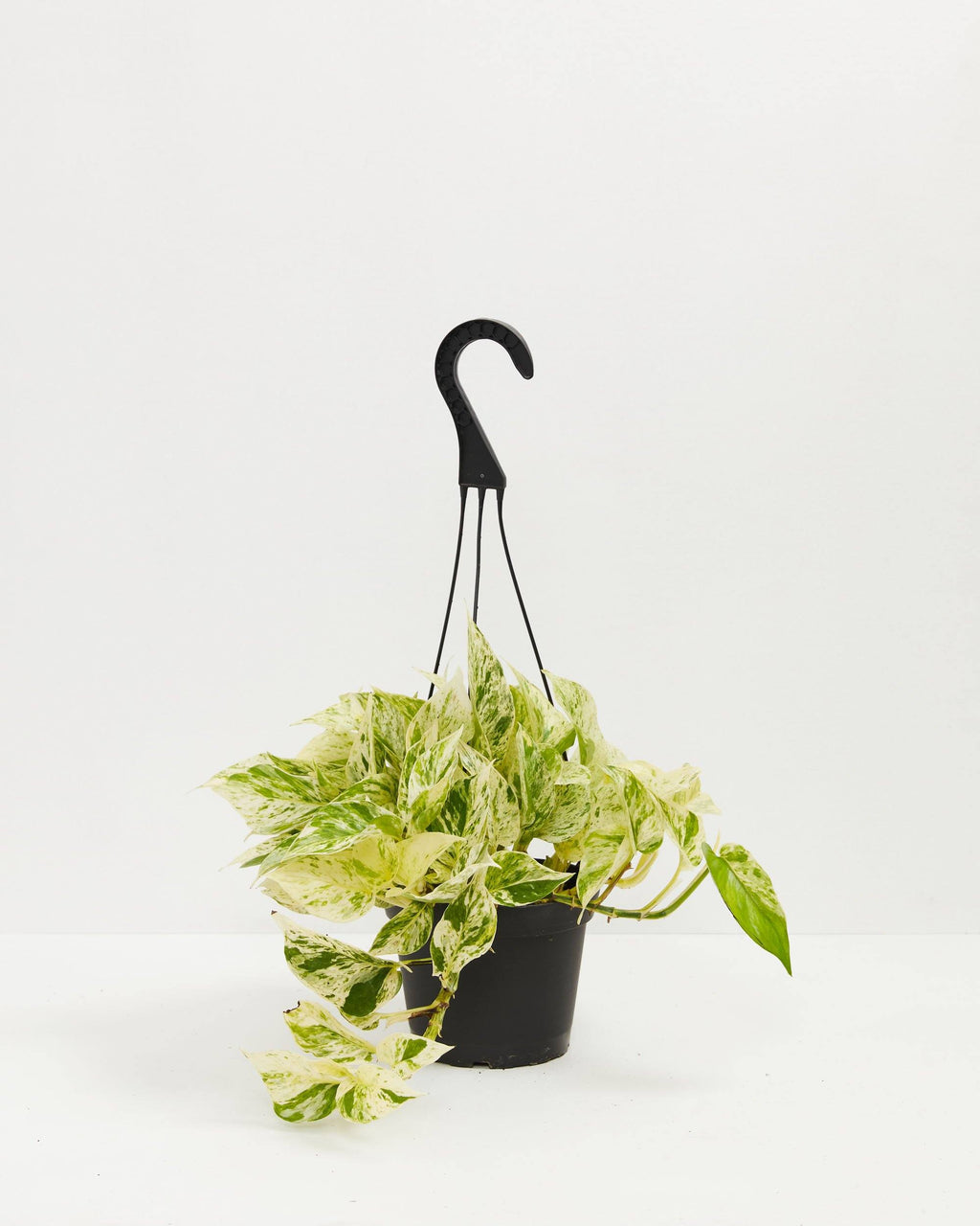 Marble Queen Pothos