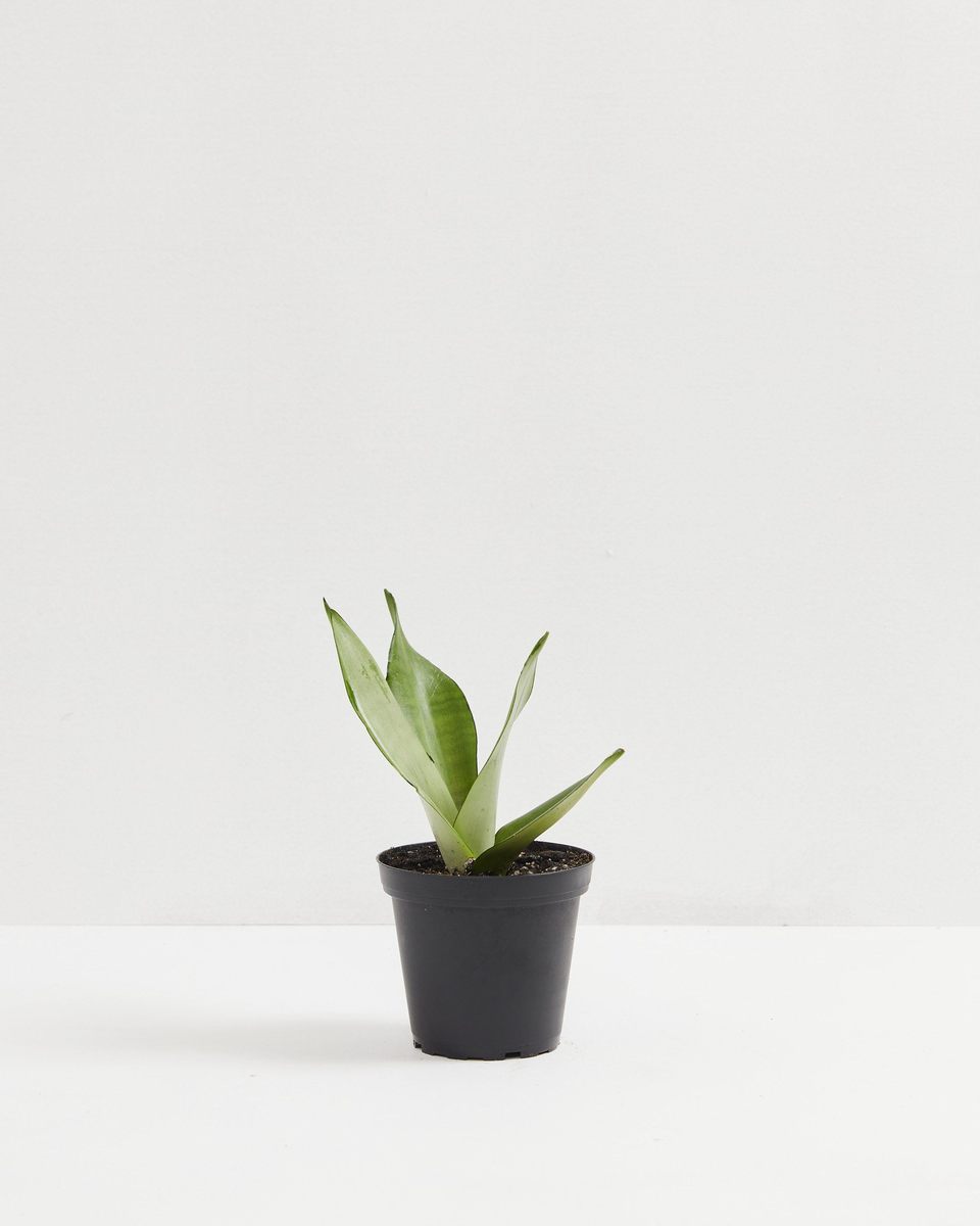 Sansevieria Moonshine