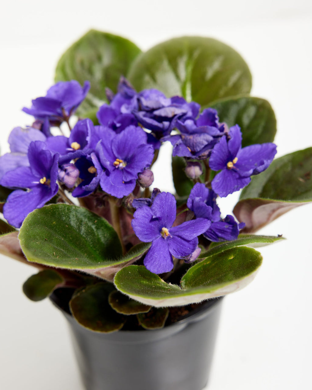 African Violet (Saintpaulia Ionantha)