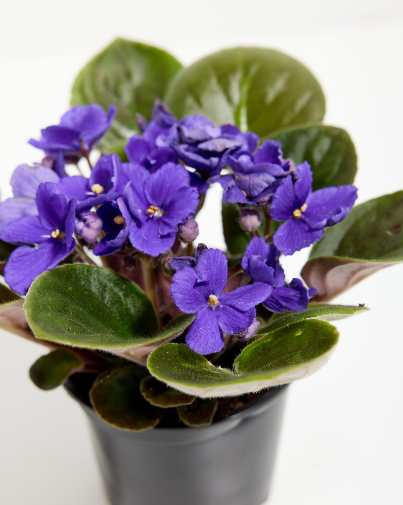 African Violet (Saintpaulia Ionantha)