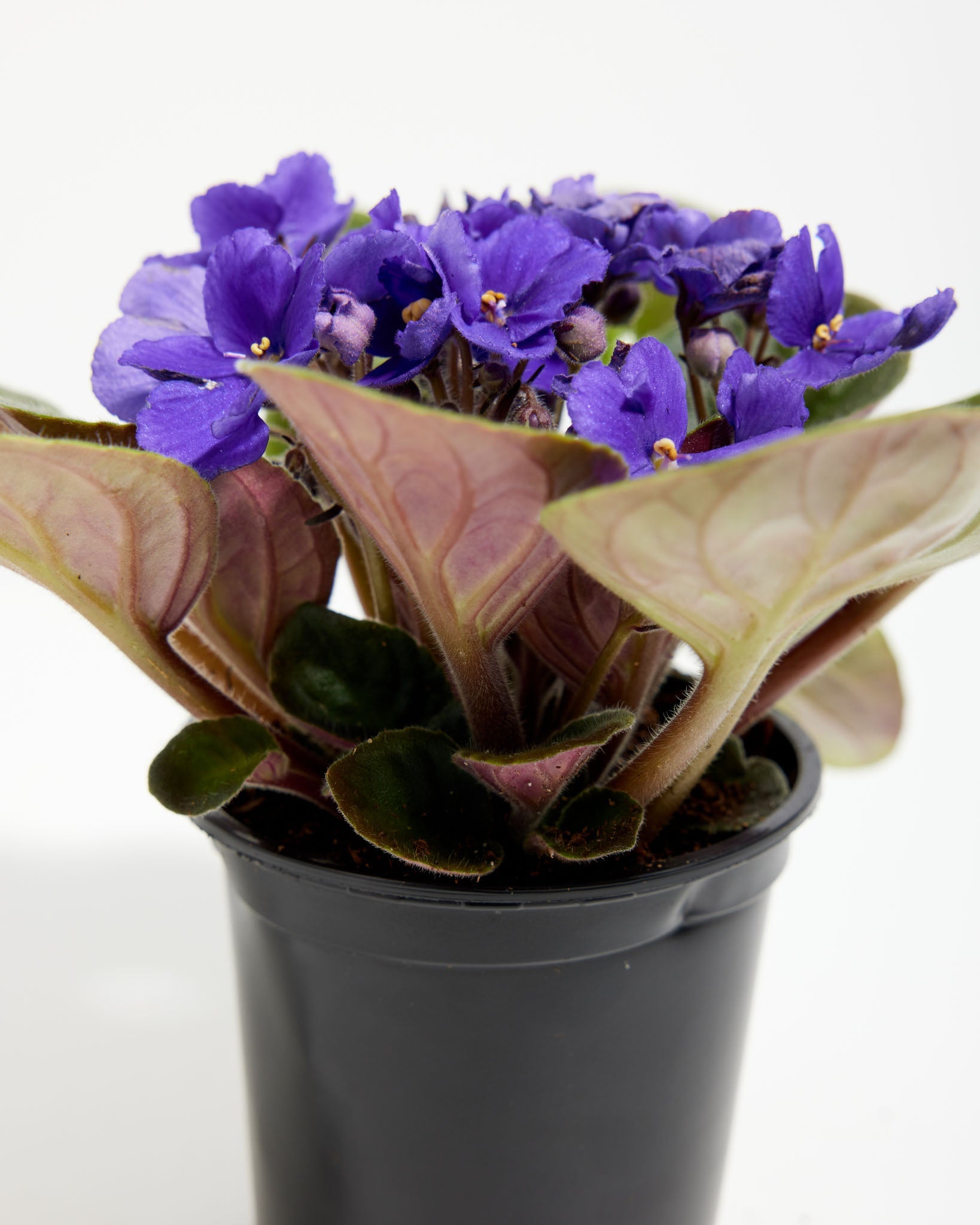 African Violet (Saintpaulia Ionantha)