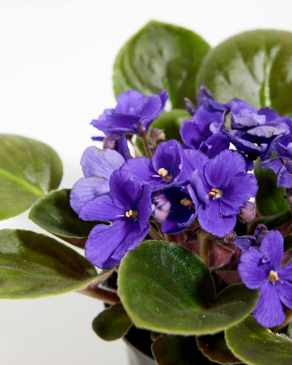 African Violet (Saintpaulia Ionantha)