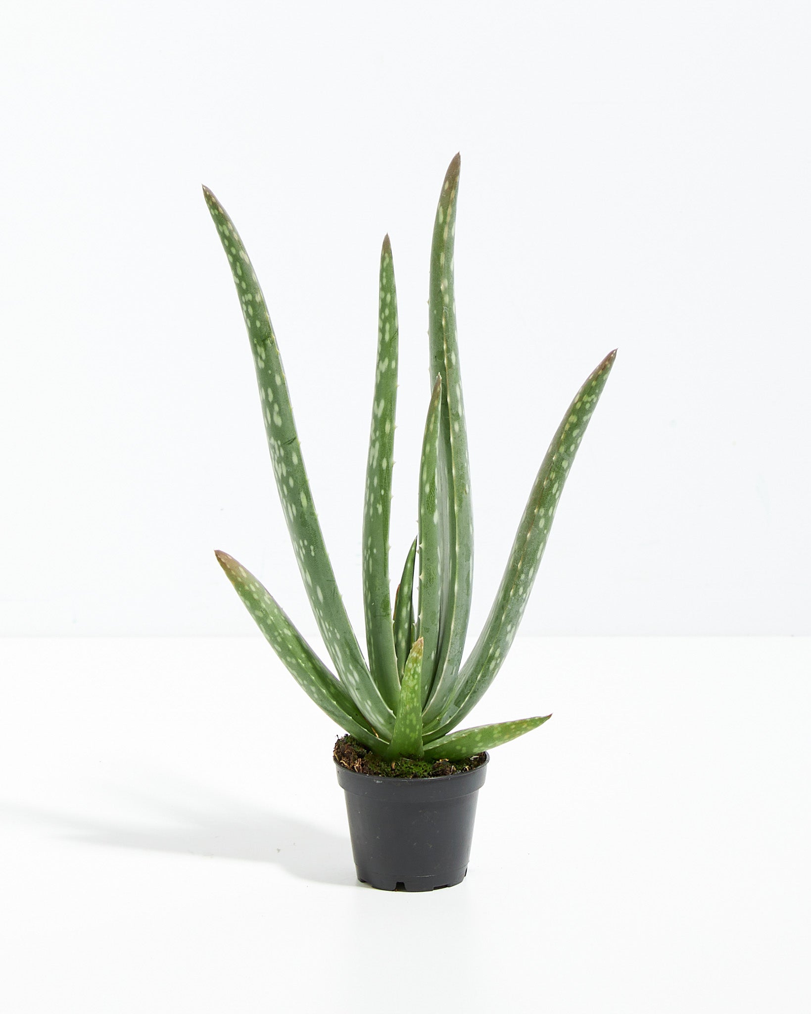 Aloe Vera Plant