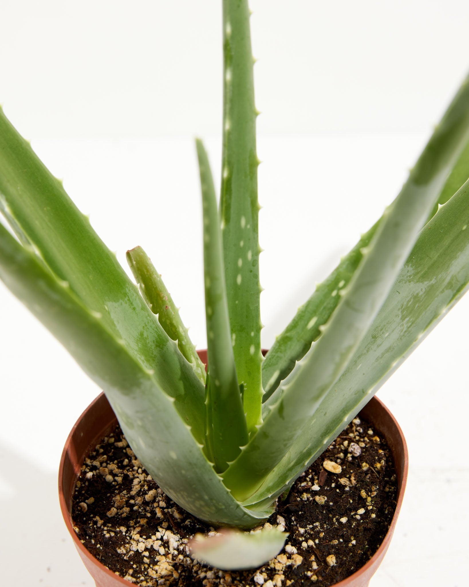 Aloe Vera Plant
