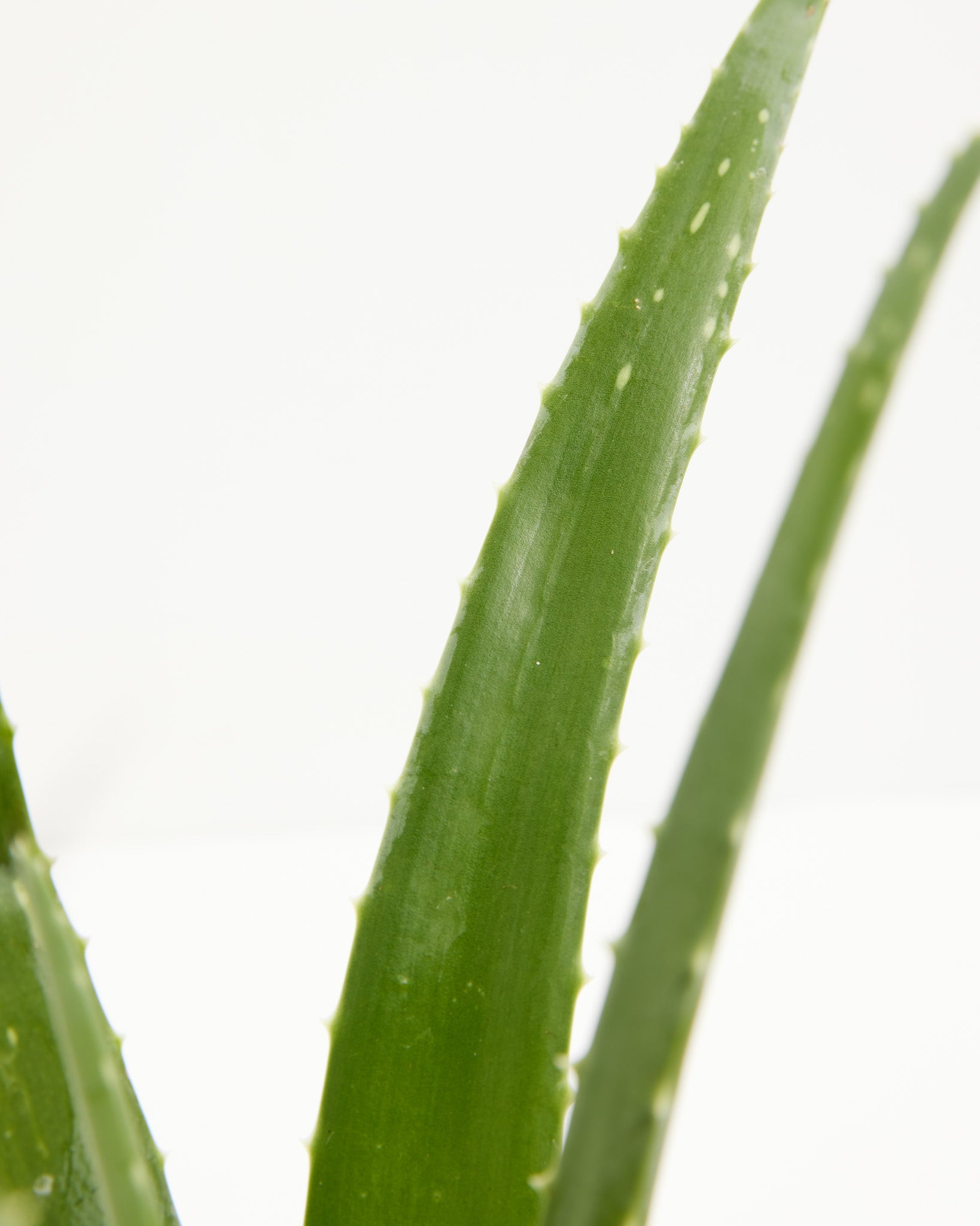 Aloe Vera Plant