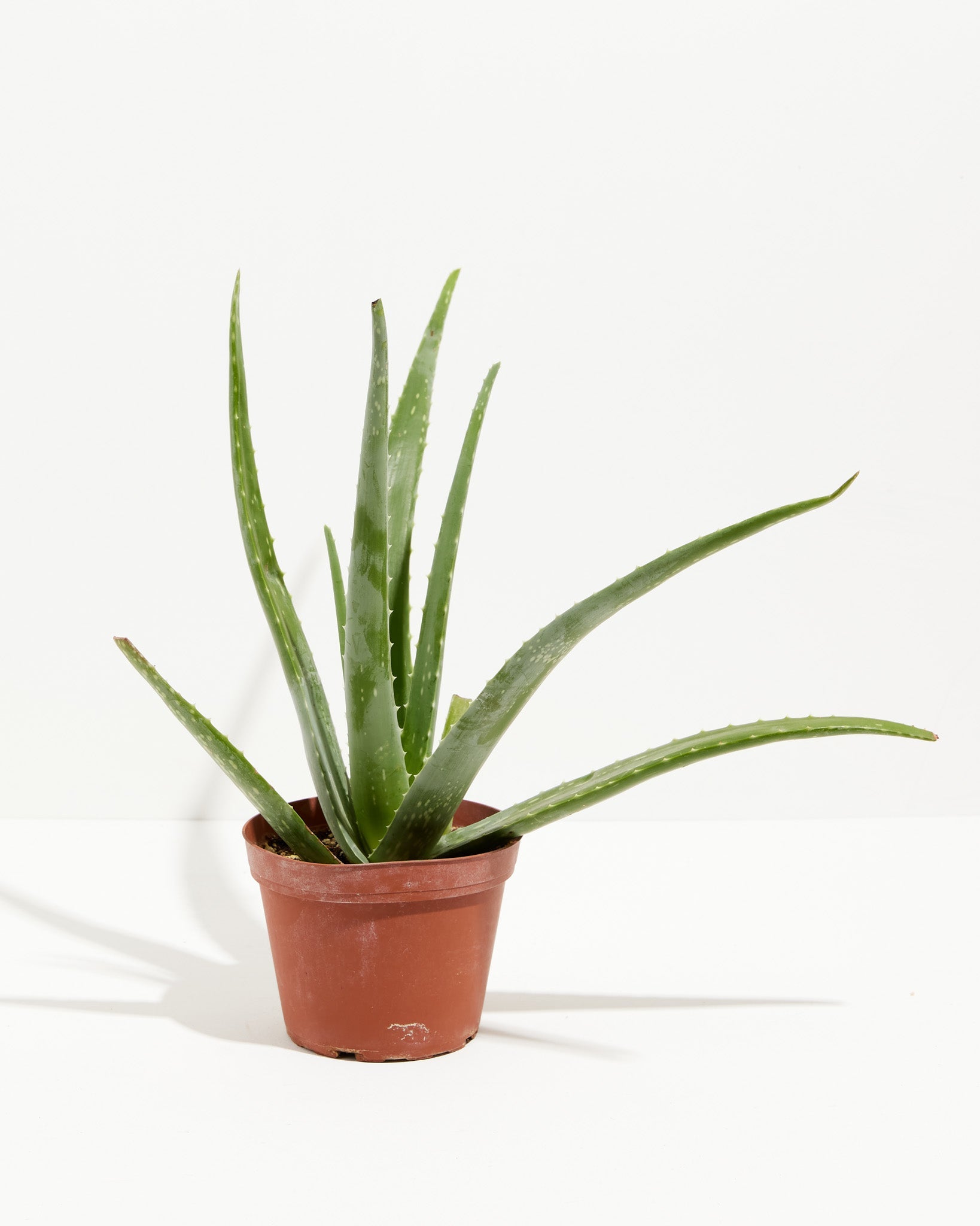 Aloe Vera Plant