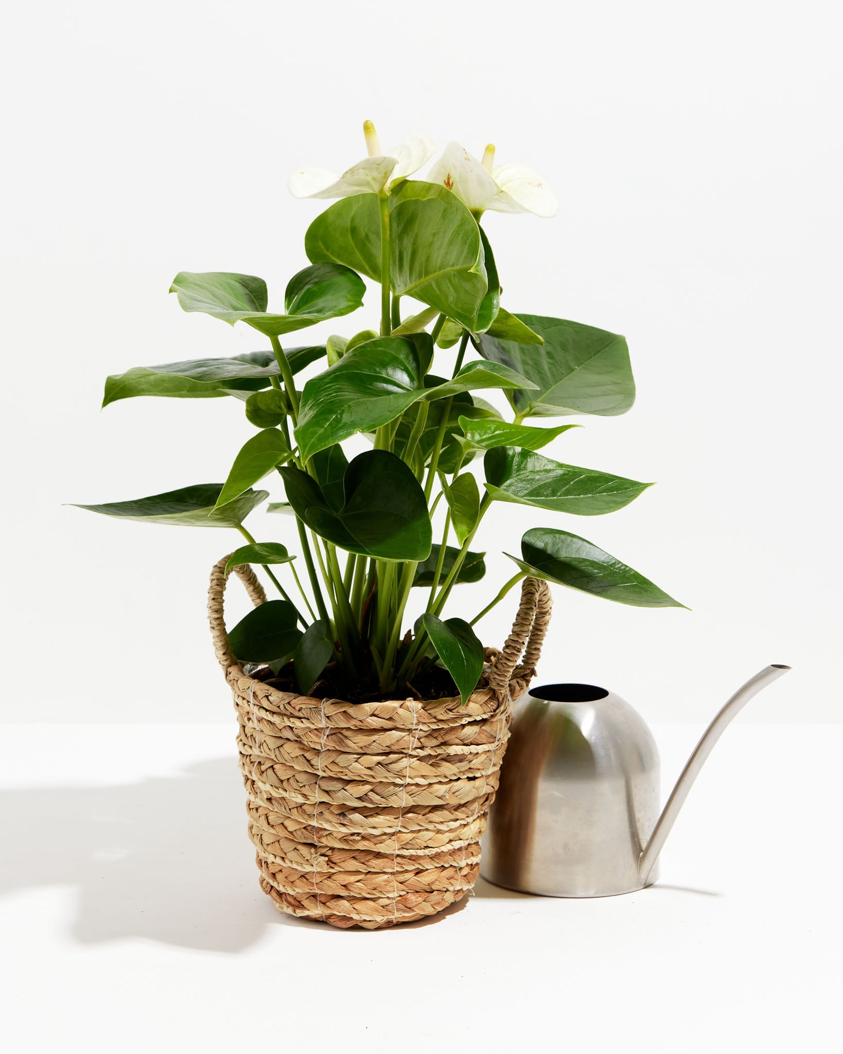 White Anthurium