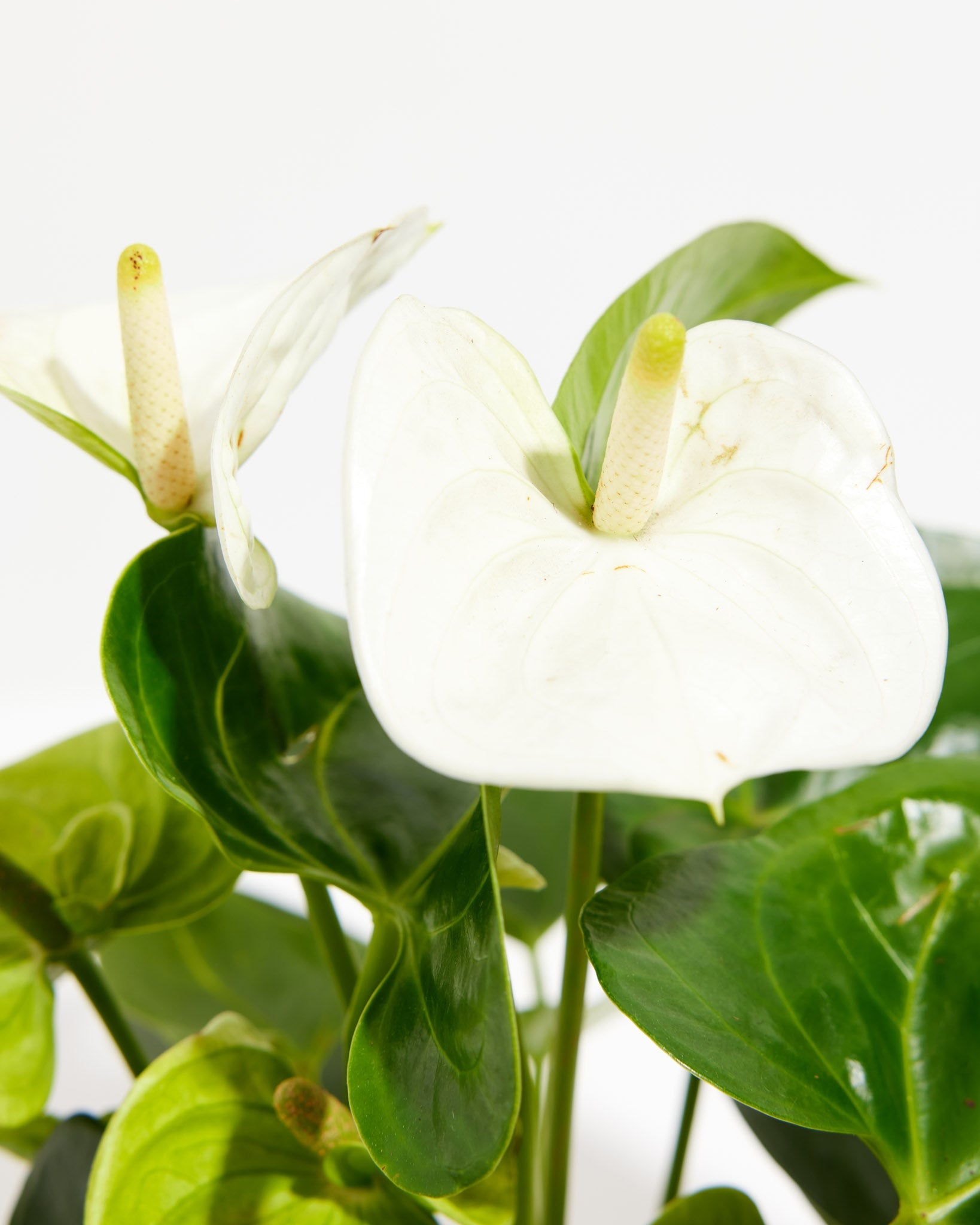White Anthurium