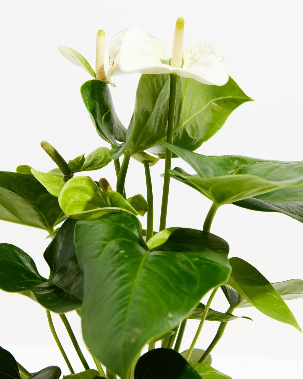 White Anthurium