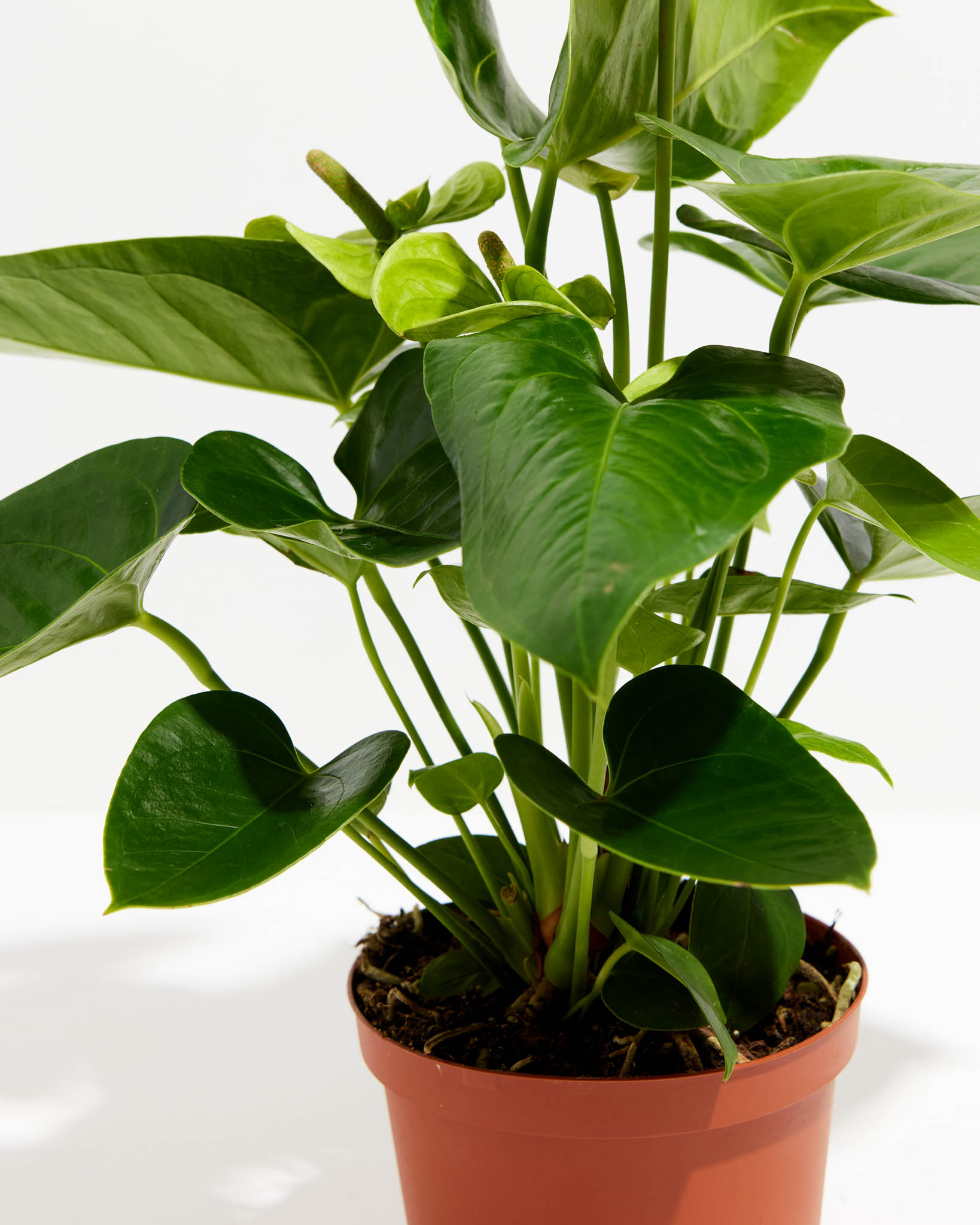 White Anthurium