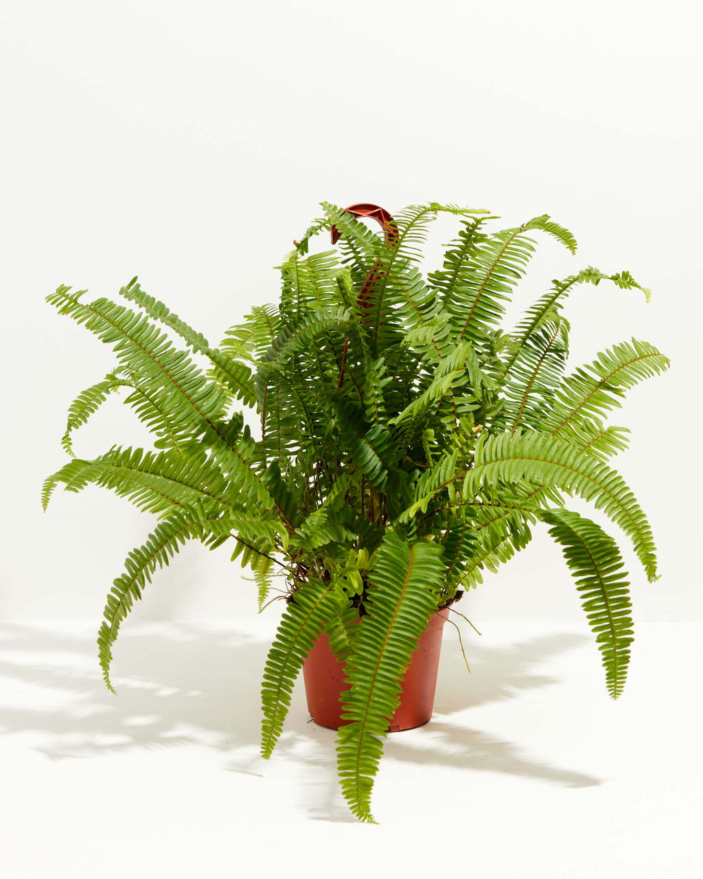 Boston Fern Plant