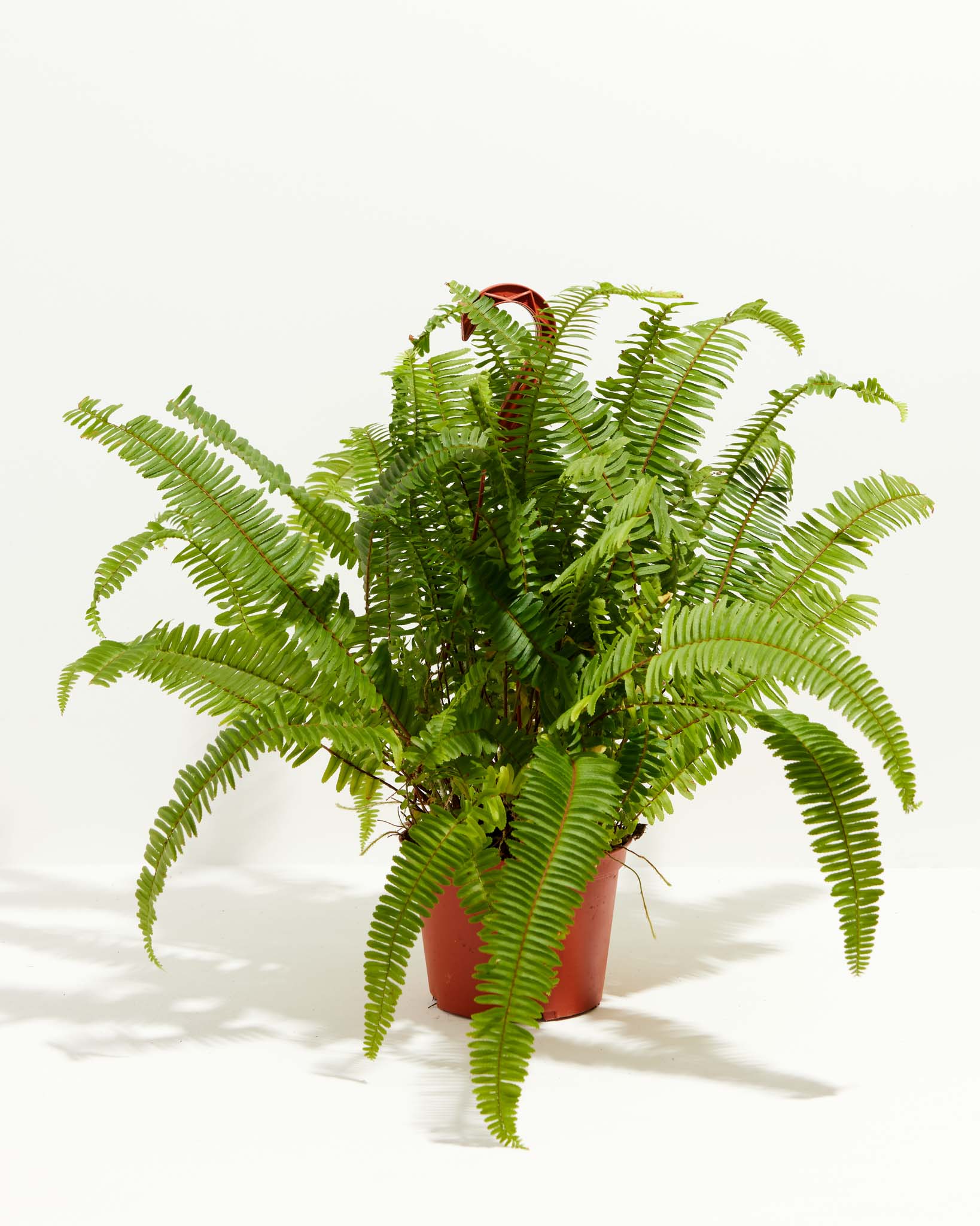Boston Fern Plant