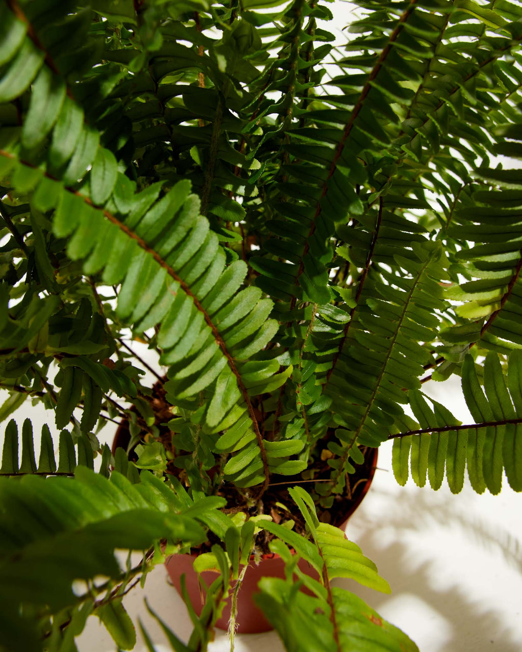Boston Fern Plant