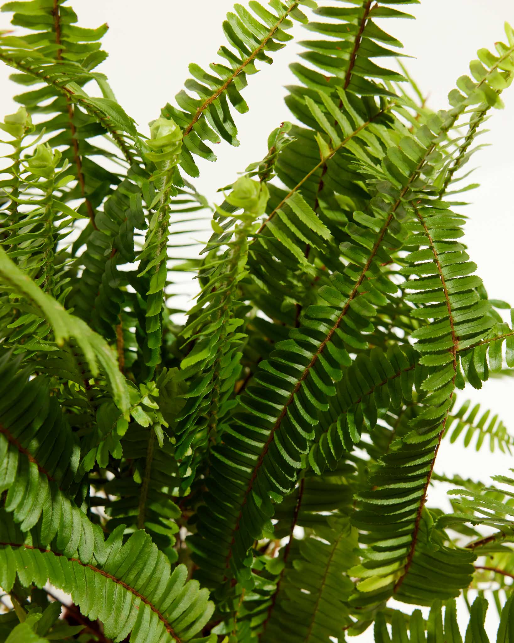 Boston Fern Plant