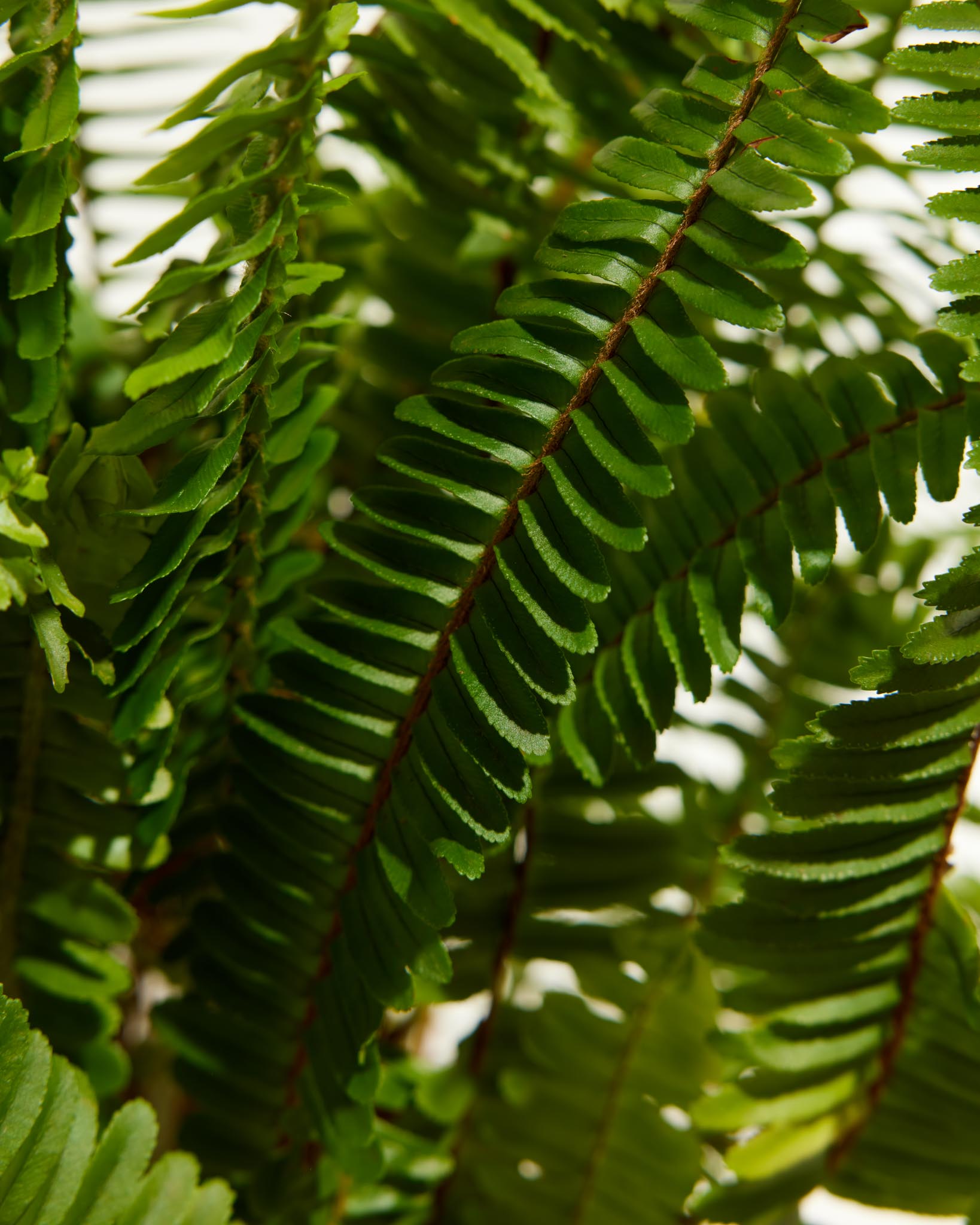 Boston Fern Plant