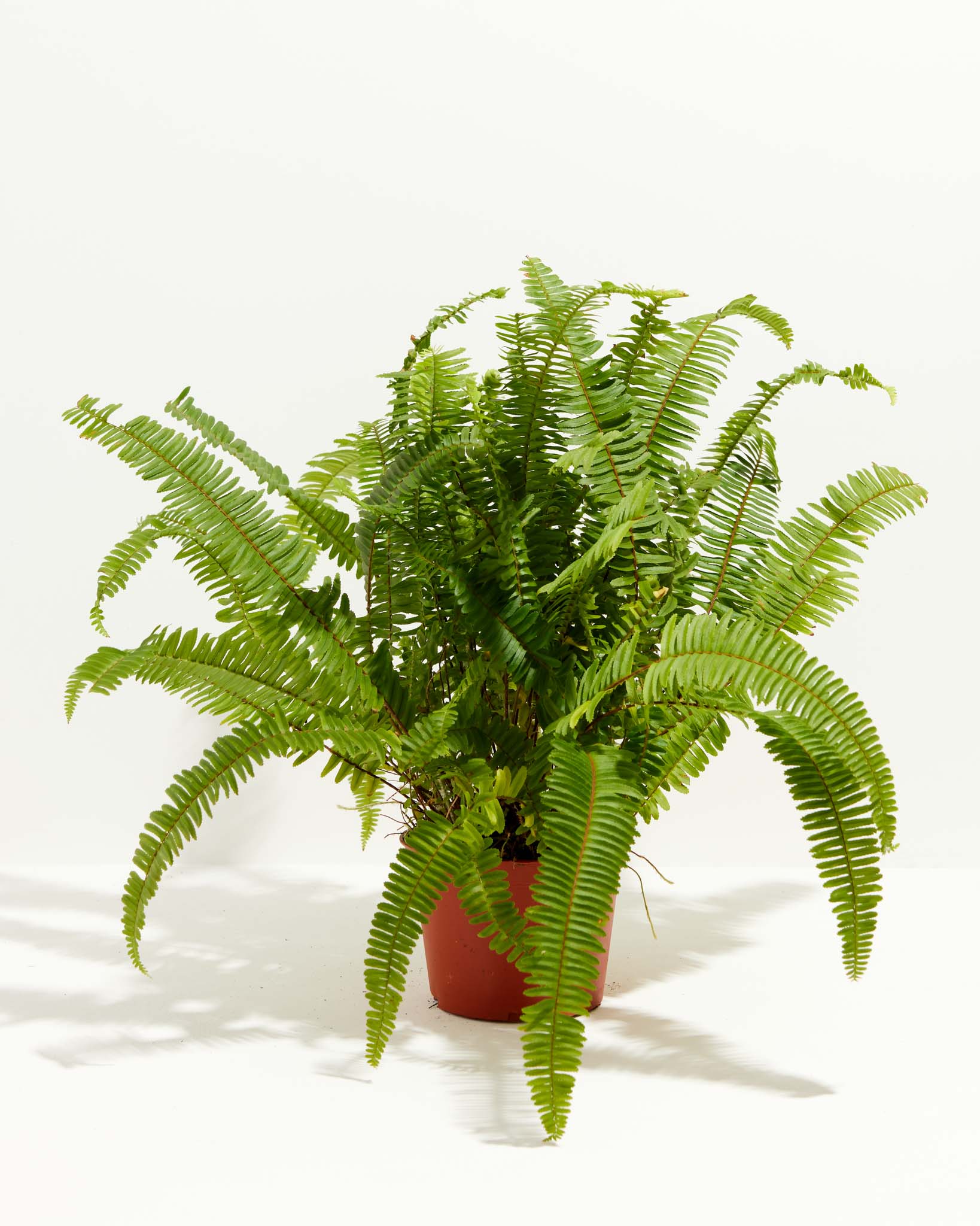 Boston Fern Plant
