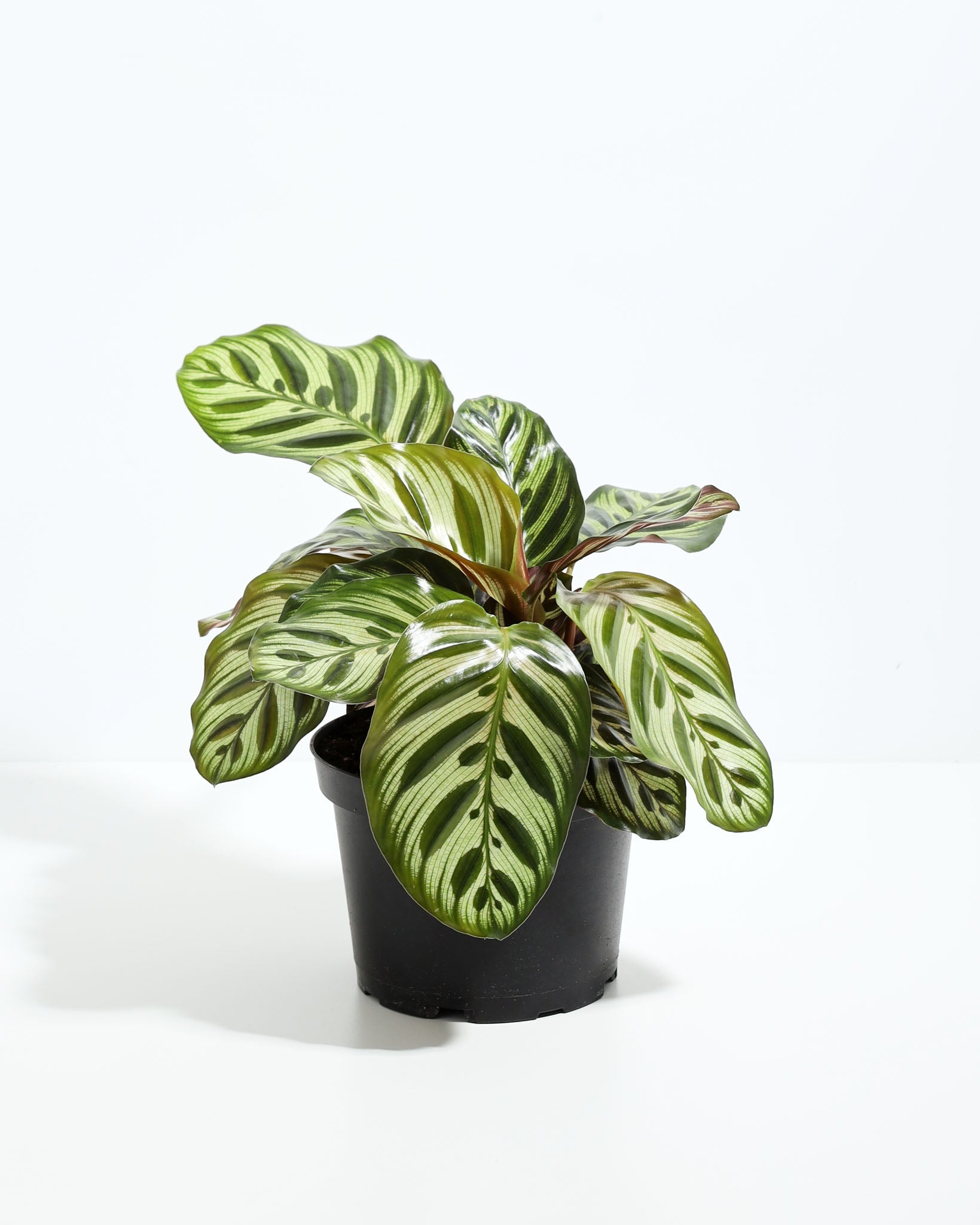 Peacock Plant