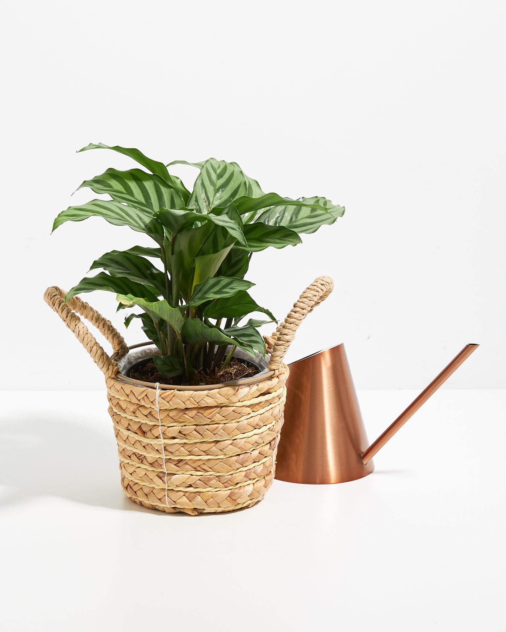 Calathea Concinna Freddie