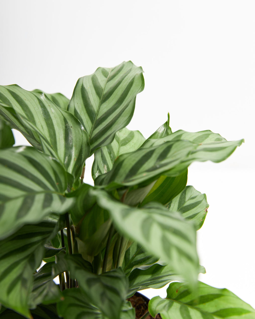 Calathea Concinna Freddie