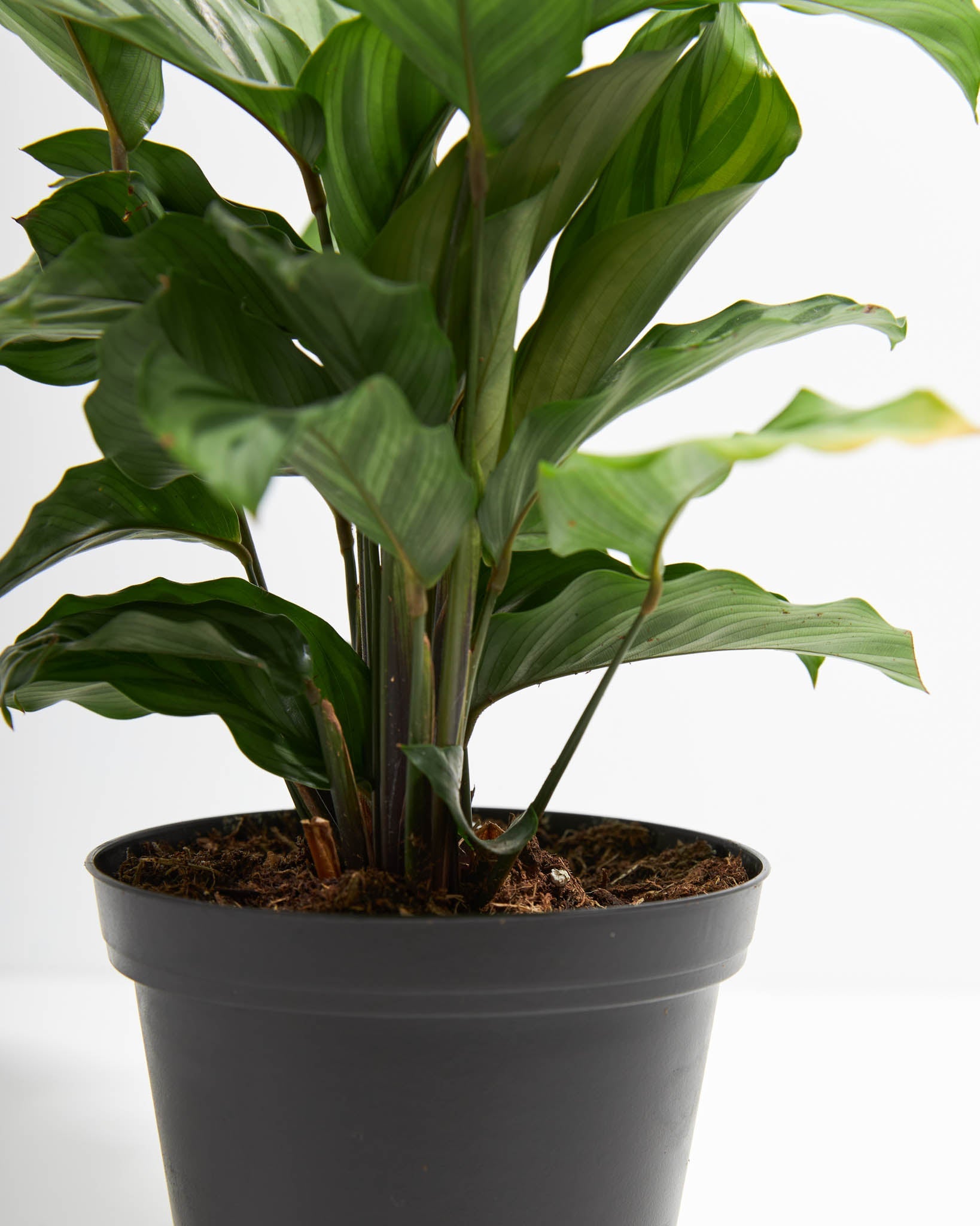 Calathea Concinna Freddie