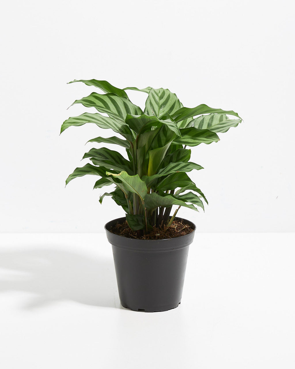 Calathea Concinna Freddie