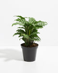 Calathea Concinna Freddie
