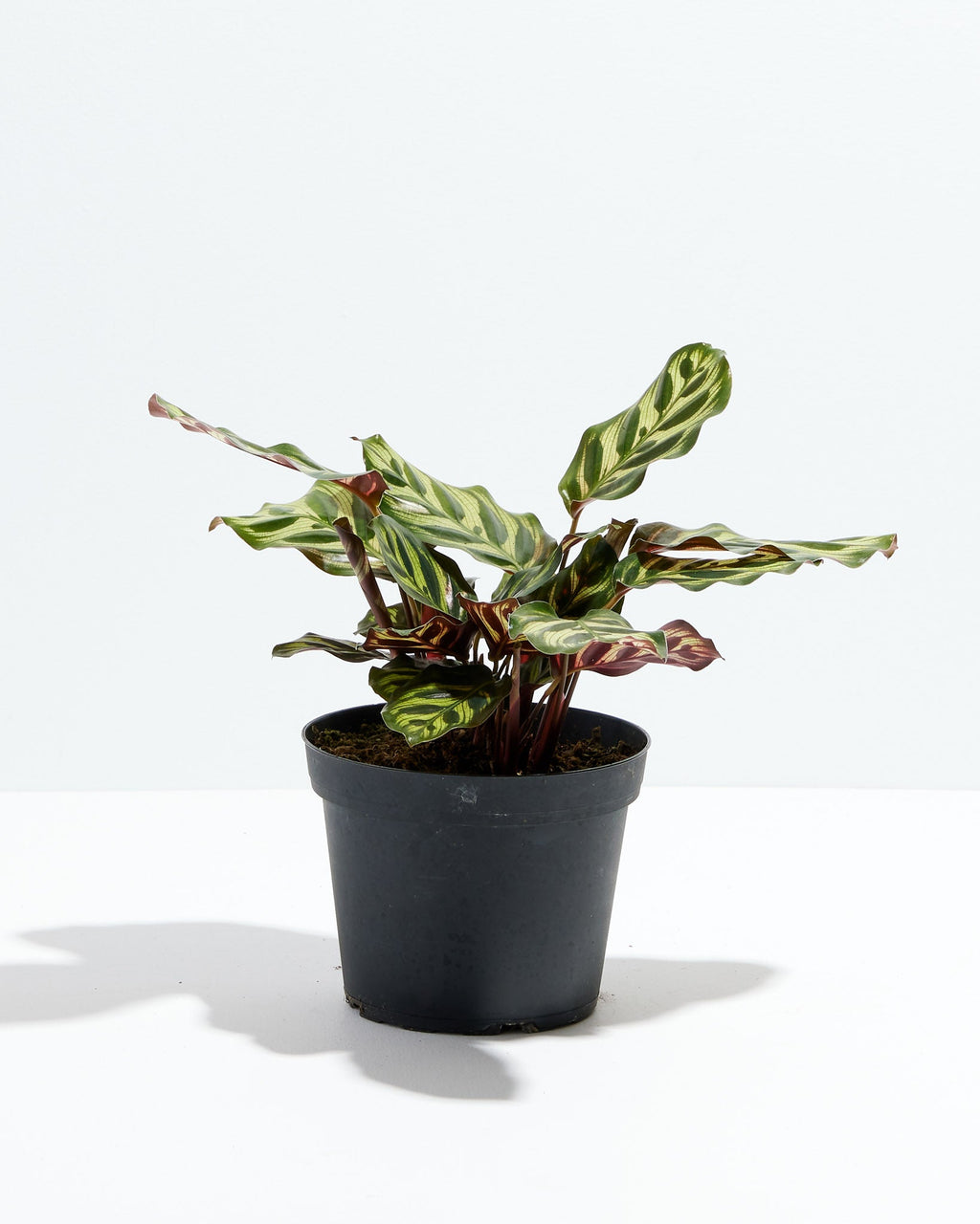 Peacock Plant