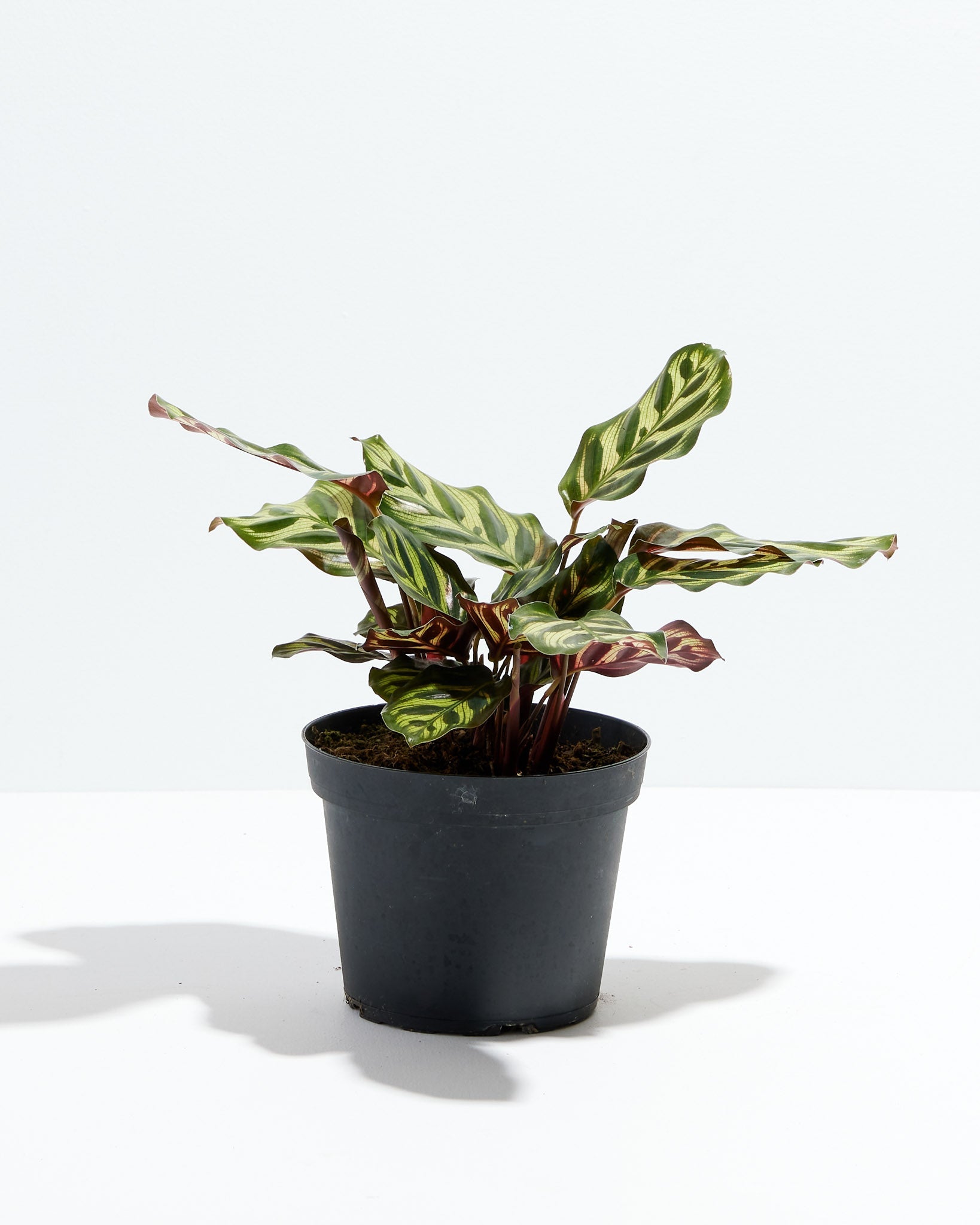 Peacock Plant