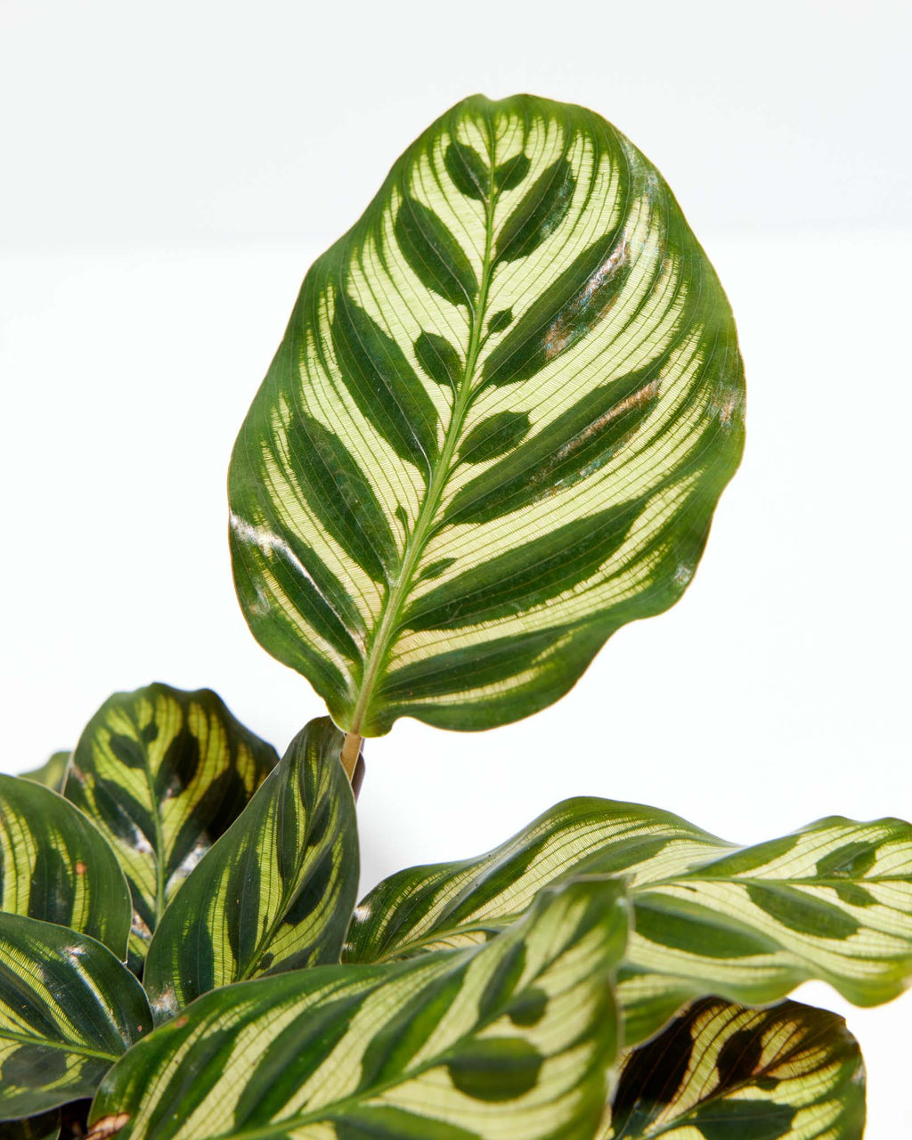 Peacock Plant