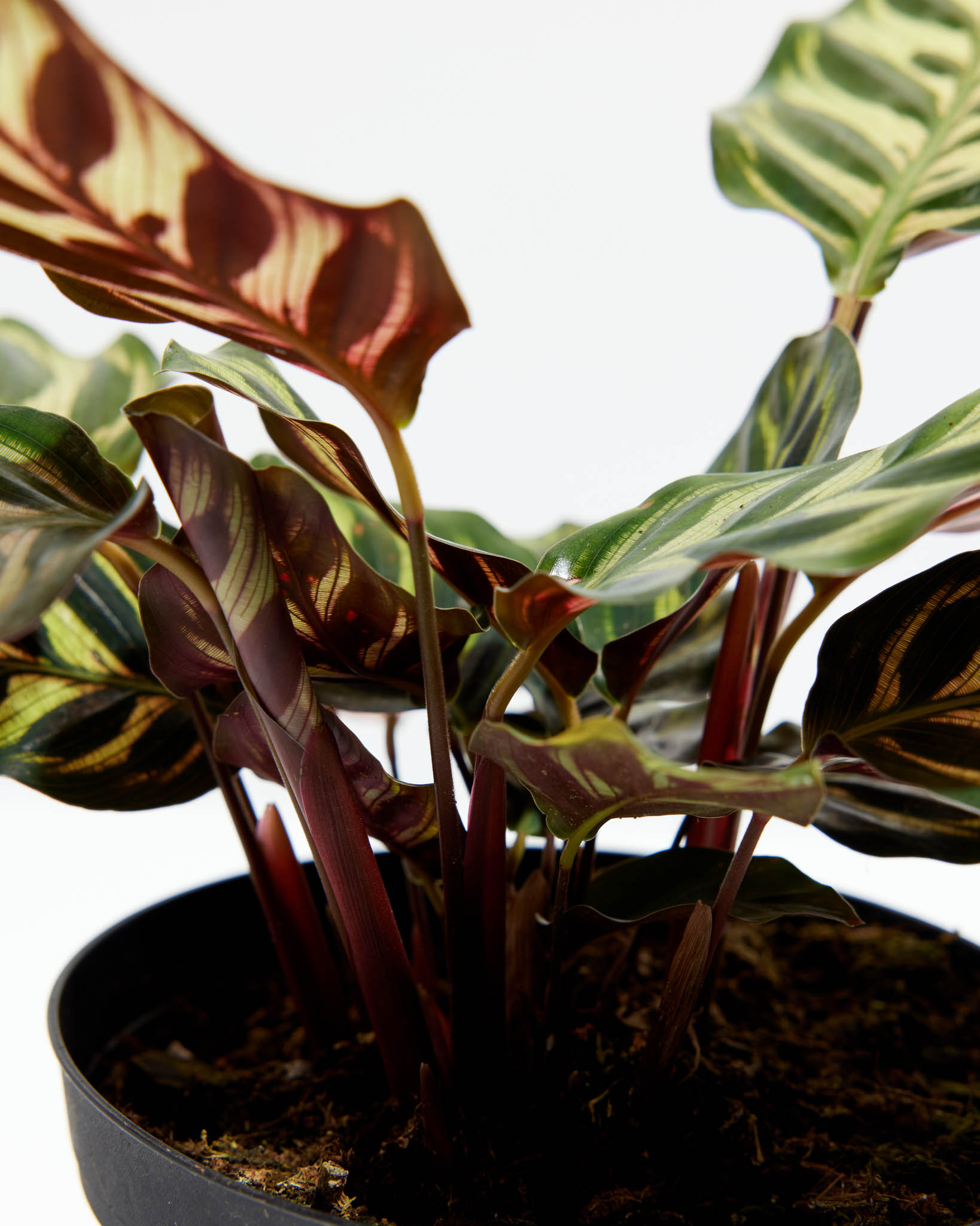 Peacock Plant